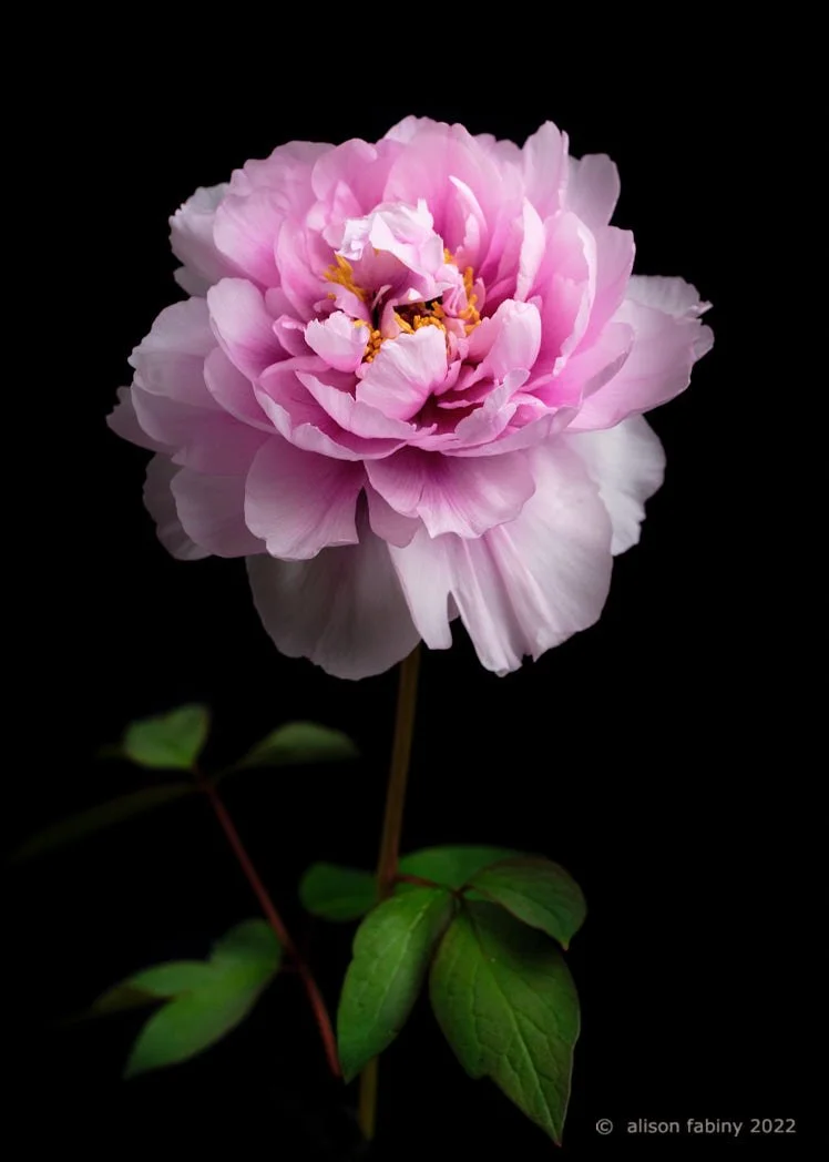 Bush Peony Rose