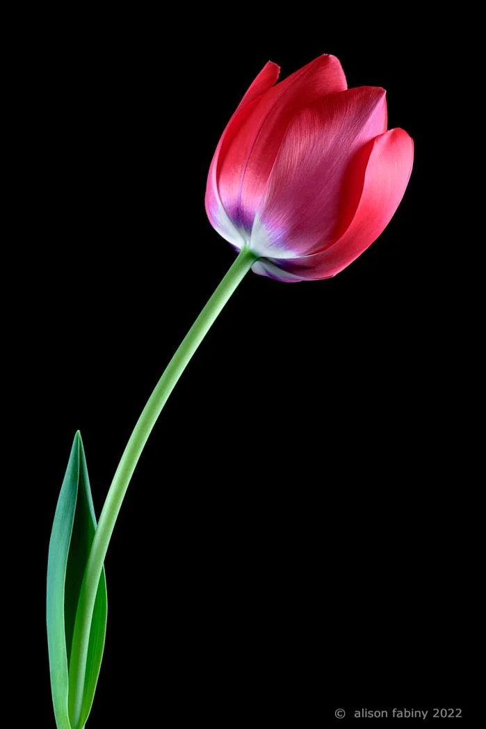 Tilting Red Tulip