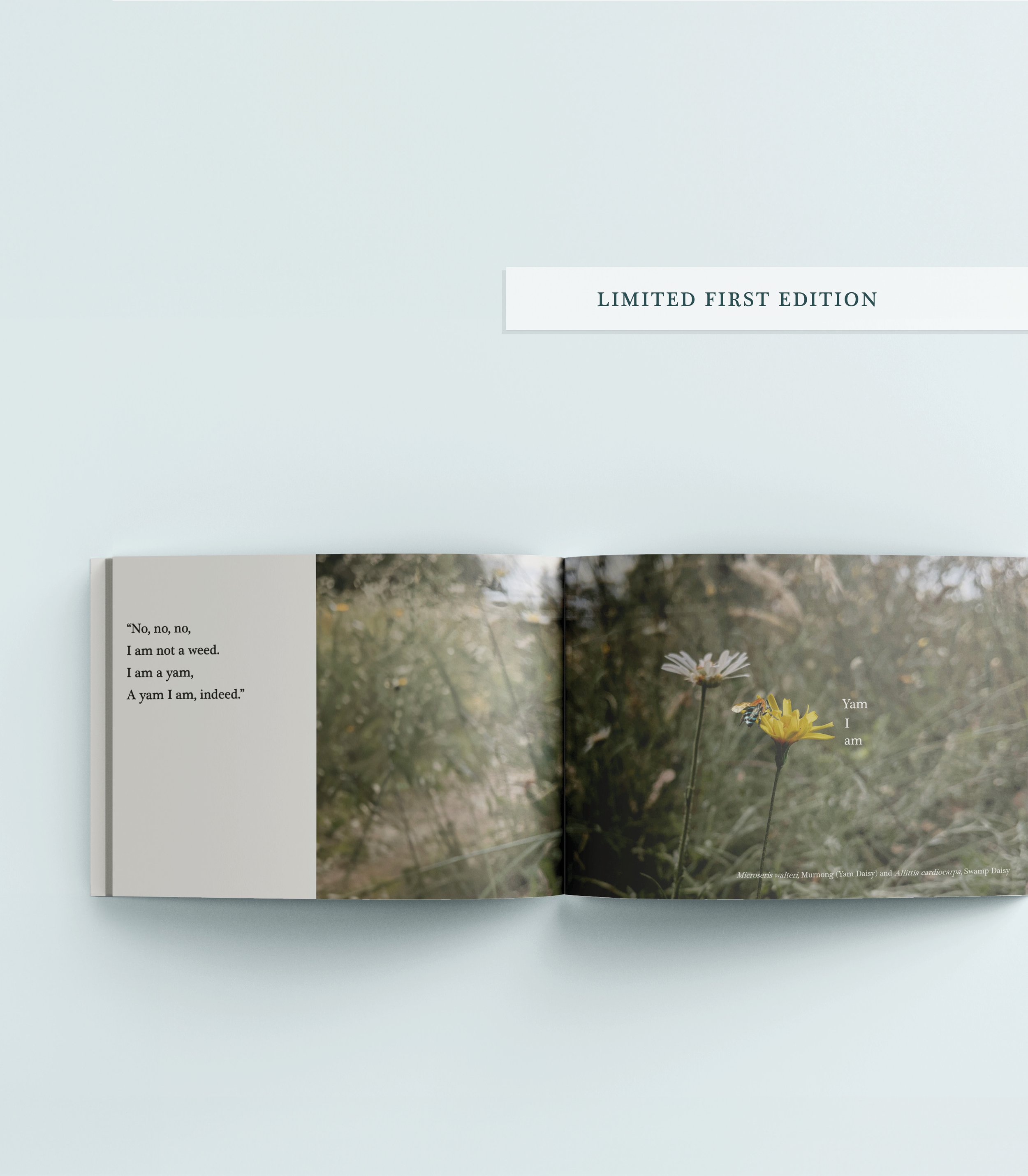 Soft 3 Ltd Ed.jpg