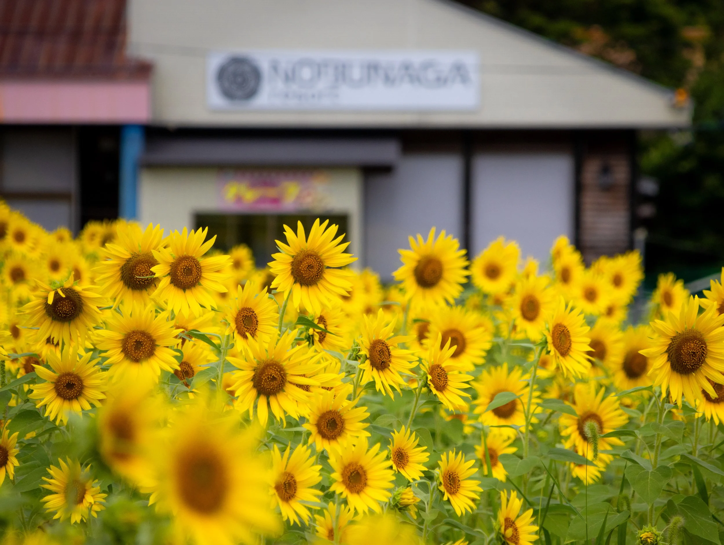 2025 アルコピアひまわり園 — Get to know Kuguno — Get to know