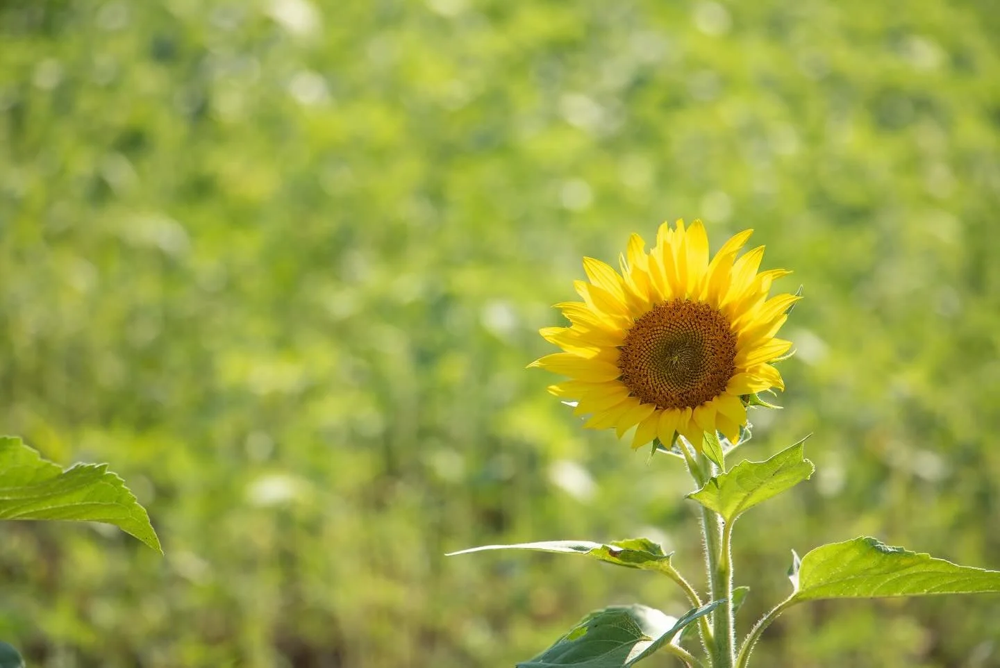 いよいよ咲き始めました🌻
2025年、ひまわり園の記念すべき1本目をパシャリ📸
本日の様子をお届けします！明日から沢山咲きそう！

今週土曜日、アルコピアひまわり園がいよいよオープン！
【8月2日〜17日】の約2週間だけの特別な景色をぜひお見逃しなく。

現在、オープンに向けて準備もラストスパート。今年はさらに充実したコンテンツが盛りだくさんです✨
満開のひまわりをバックに、久々野で夏のひとときを楽しんでください！

@arkopia @kuguno.jp @nijiiro.hiroba @
