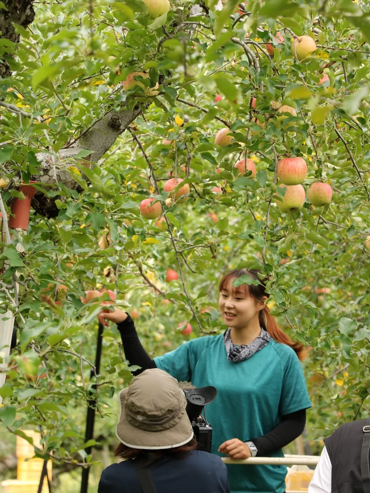 Apple Season in Kuguno!
English below&hellip;

久々野の秋の訪れを告げるのは、やっぱりりんご🍎
57年前に設立された「もだに農園」は、桃やさくらんぼでも知られる果樹農家の協同組合。今年もいよいよりんごの季節が始まりました。

シーズン最初に収穫されるのは「つがる」。酸味が少なく甘みが強い、人気の早生品種です。この畑に並ぶ木々は約40年の樹齢を誇り、昔ながらの方法で低めに広がるように育てられています。陽や雨をまんべんなく受けられる一方、手間もかかるス