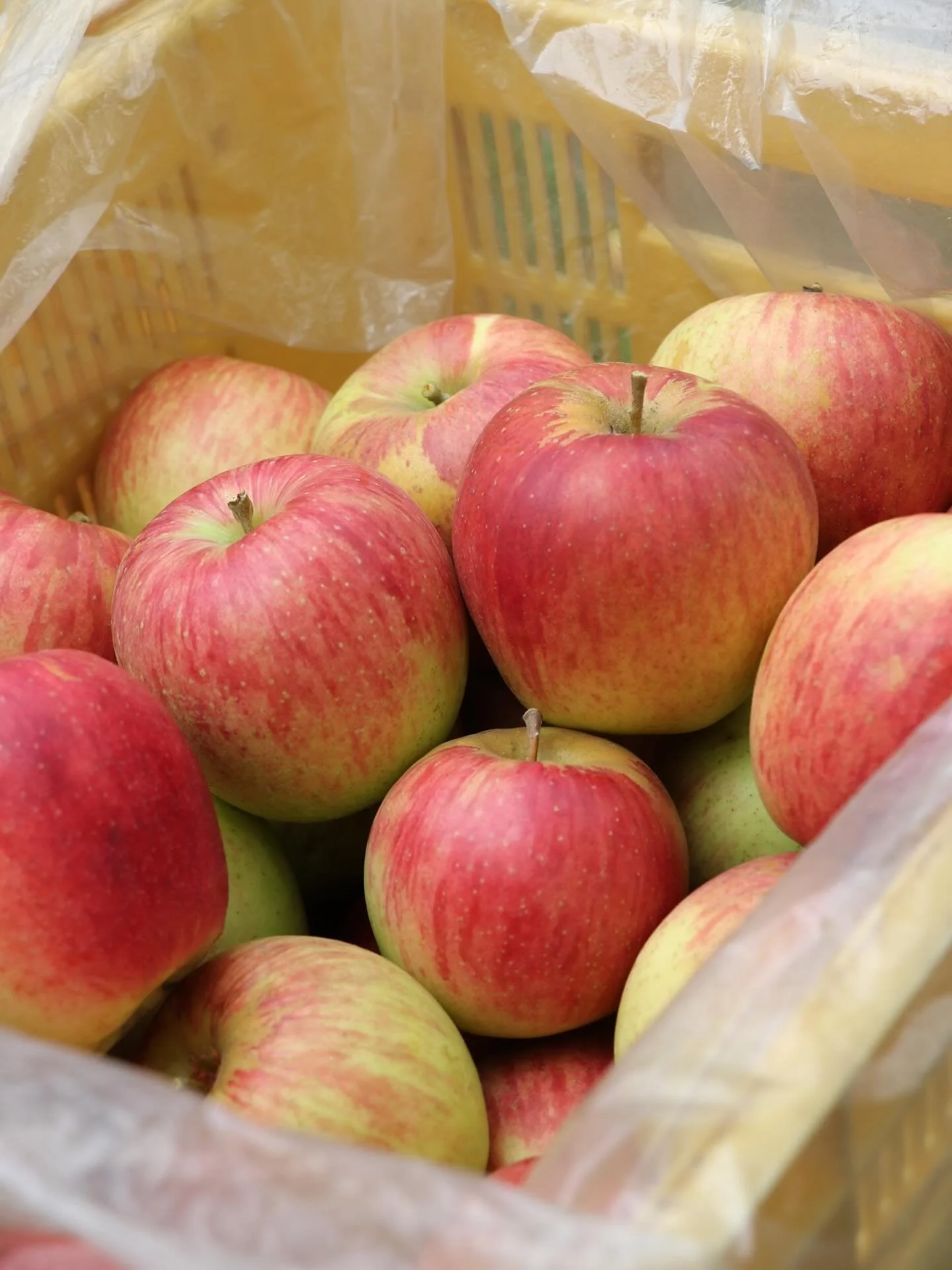 久々野のりんご試食会 @ 道の駅なぎさ
秋の恒例イベント「りんご試食会」を開催します。
旬を迎えた久々野産りんごを食べ比べて、お気に入りの品種を見つけてみませんか?
【開催日】
10月30日(木)、11月6日(木)
※両日とも 9:00〜13:00
【場所】
道の駅 飛騨街道なぎさ
主催:久々野町果実出荷組合青年部
採れたてのりんごを取り揃えてお待ちしています。
ぜひこの機会に、「久々野のりんご」のおいしさを味わってください。
お問い合わせ:
道の駅なぎさ
0577-52-4100