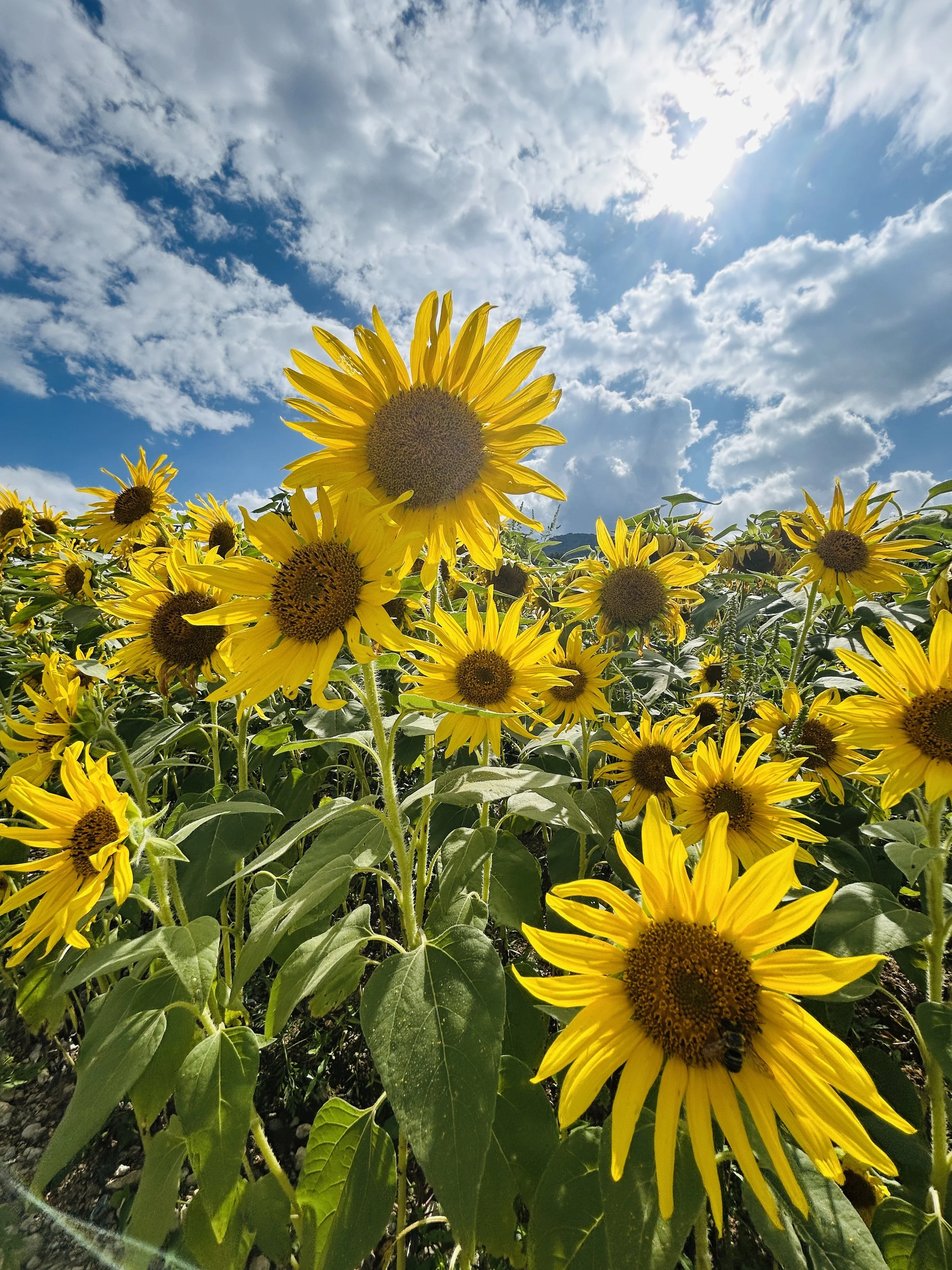 ひまわり園PhotoContest | Join the Photo Contest — Explore Kuguno