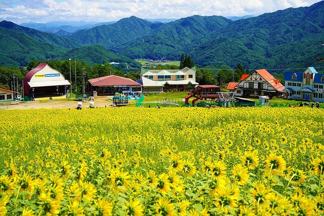 A field of bright yellow flowers, with a small amusement park and colorful buildings behind it, set against green mountains and a partly cloudy sky.