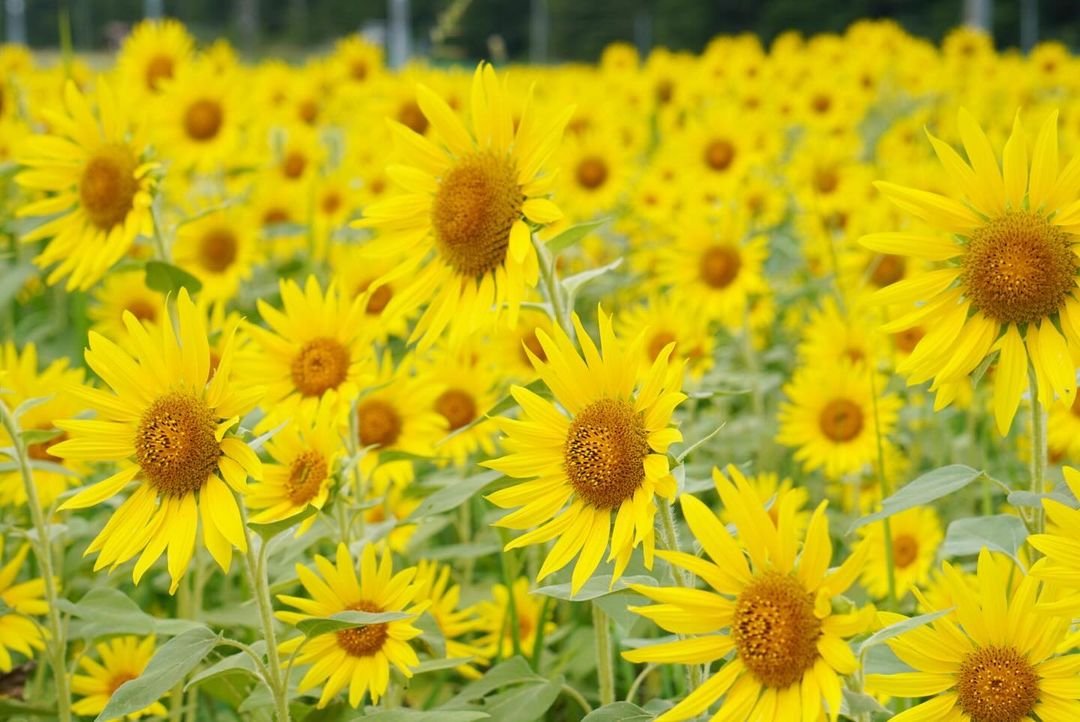 A field of bright yellow sunflowers in full bloom.