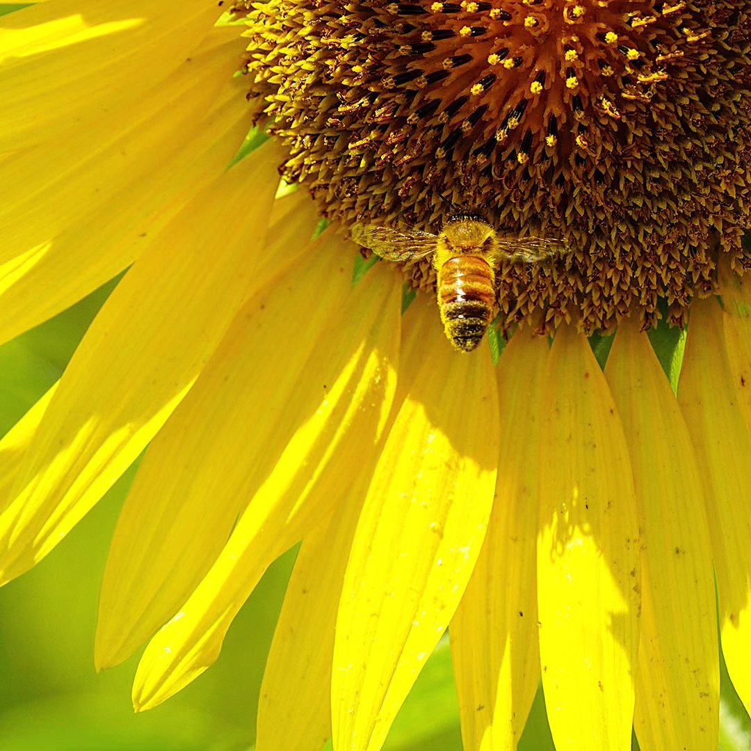 Close-up of a honeybee on a sunflower, showing bright yellow petals and a large brown center.