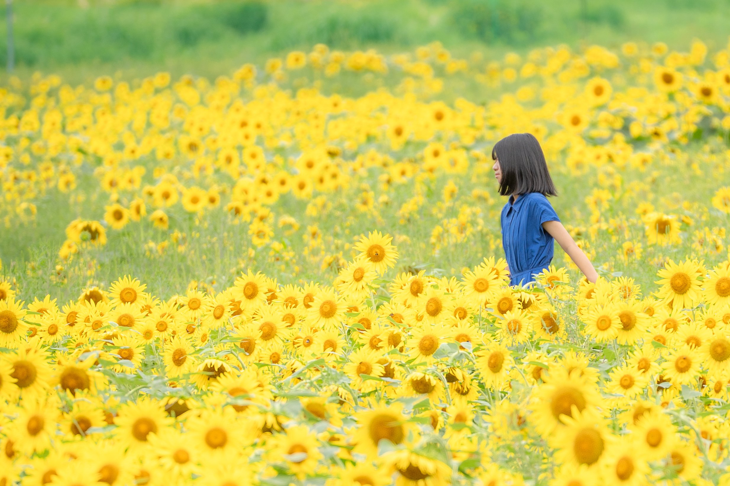 ひまわり園PhotoContest | Join the Photo Contest — Explore Kuguno