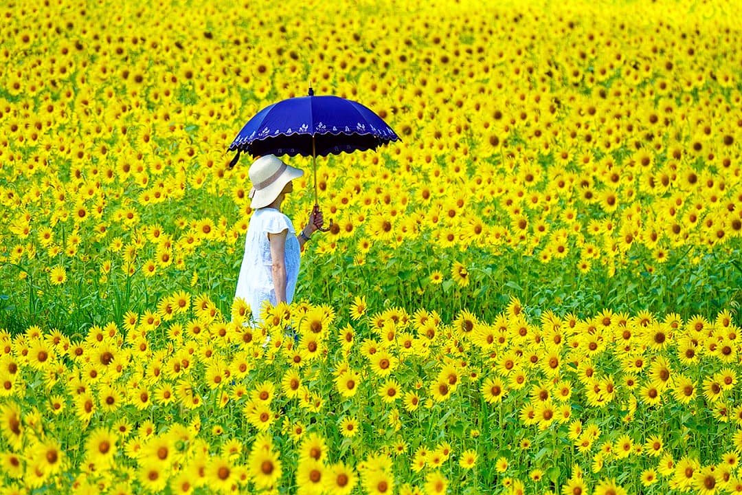 A woman wearing a white dress, sunhat, and gloves holding a blue umbrella standing in a field of yellow sunflowers.