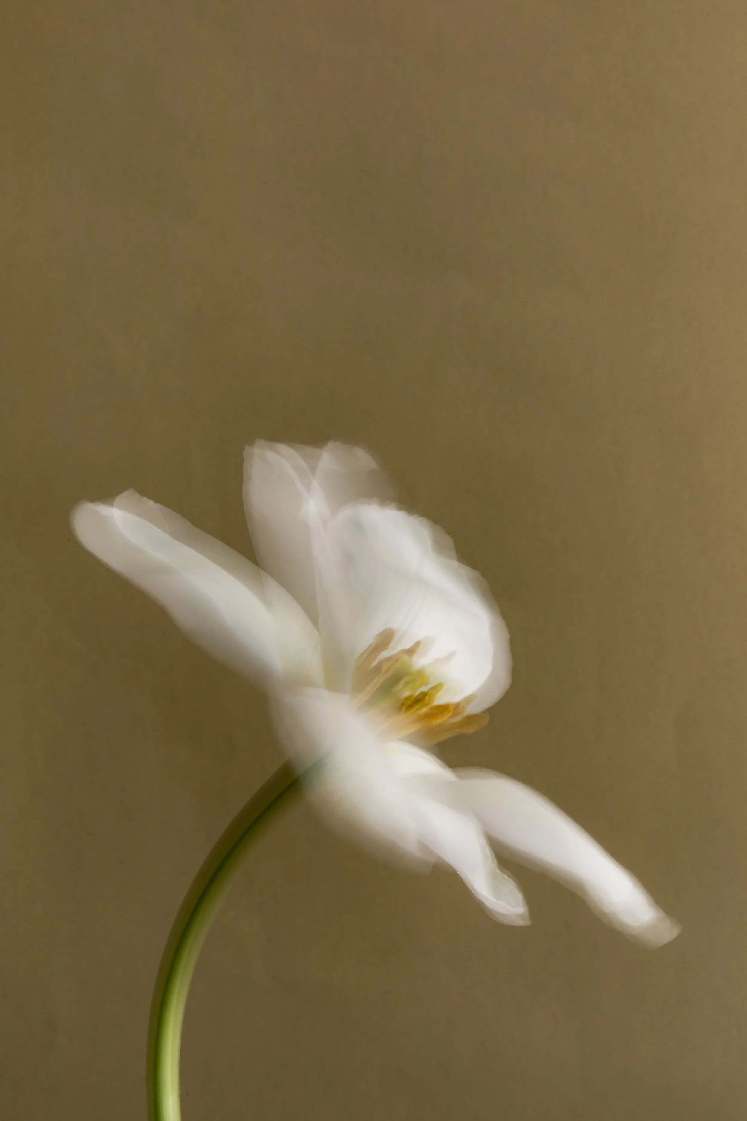 White blurred flower against a solid background