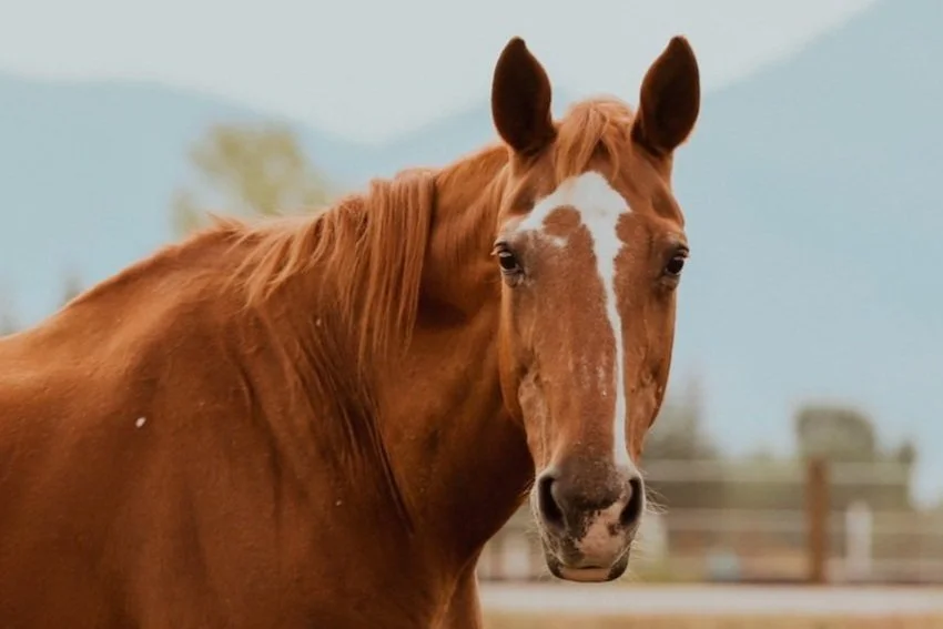 A little about me # Equine Passion # | I have a 17 year old Paint horse named Sunny who transformed my life by helping me explore horsemanship on a deeper level to understand nervous system regulation and true connection and partnership- partially in