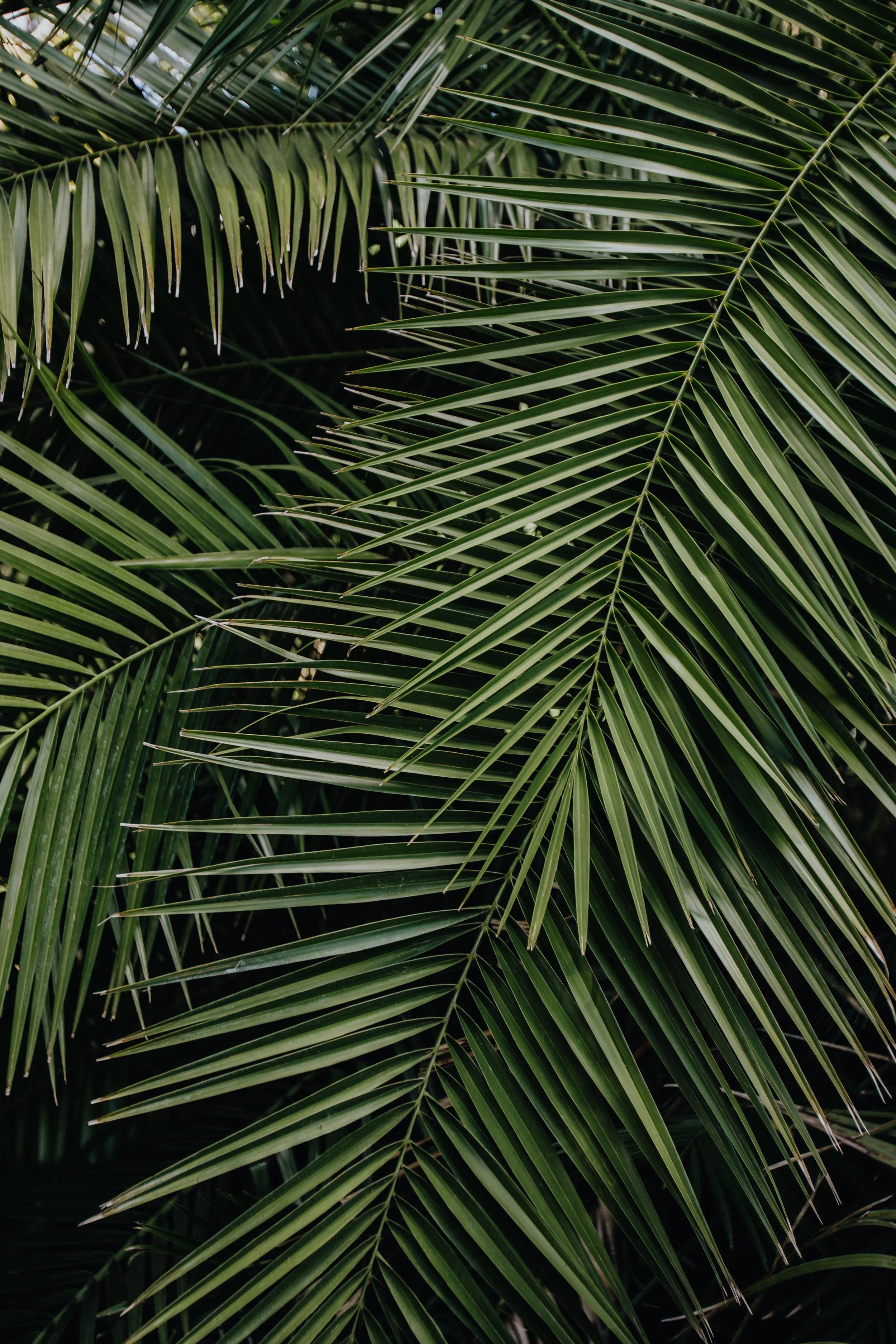 lush tropical green palm leaves