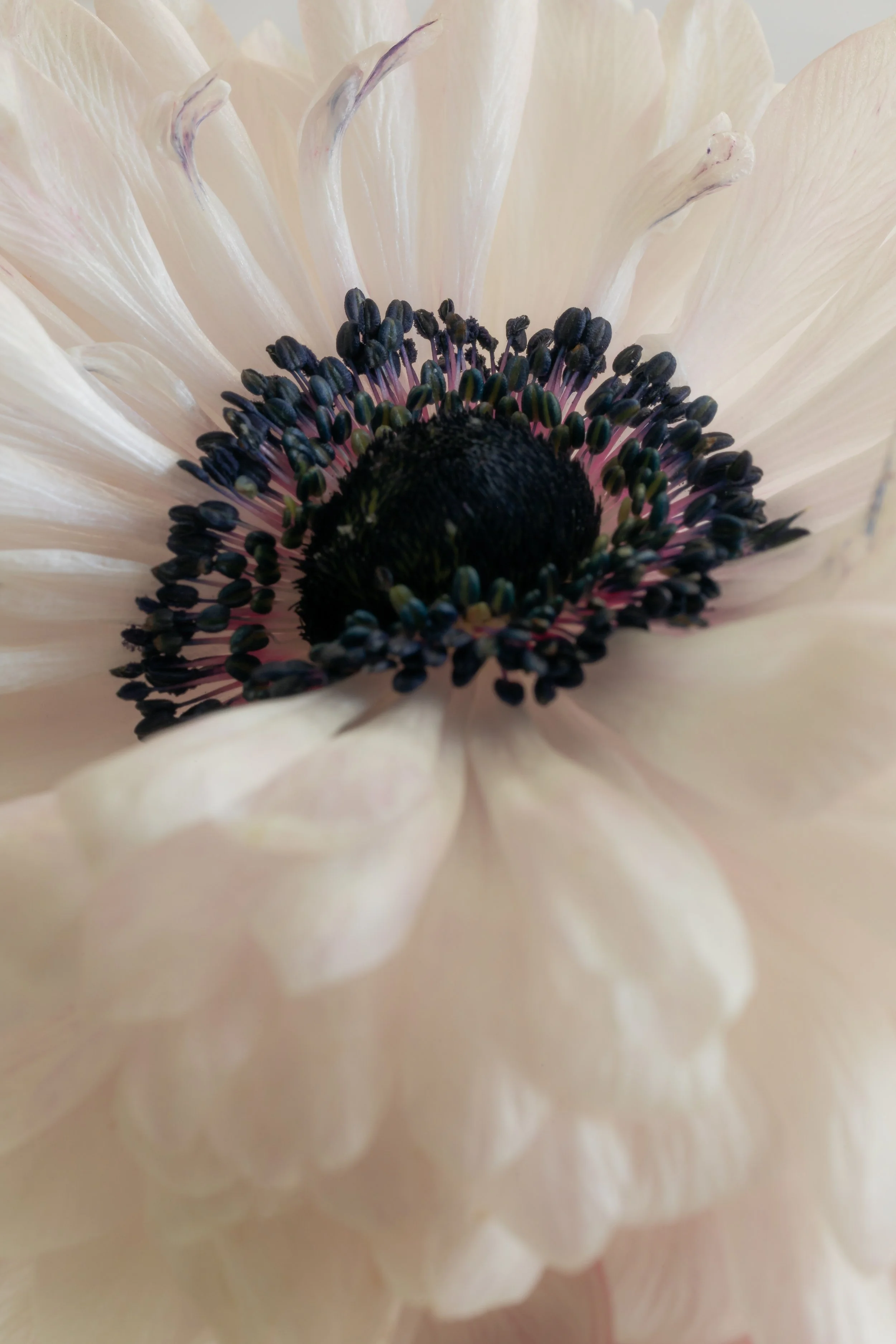 White anenome with soft natural light