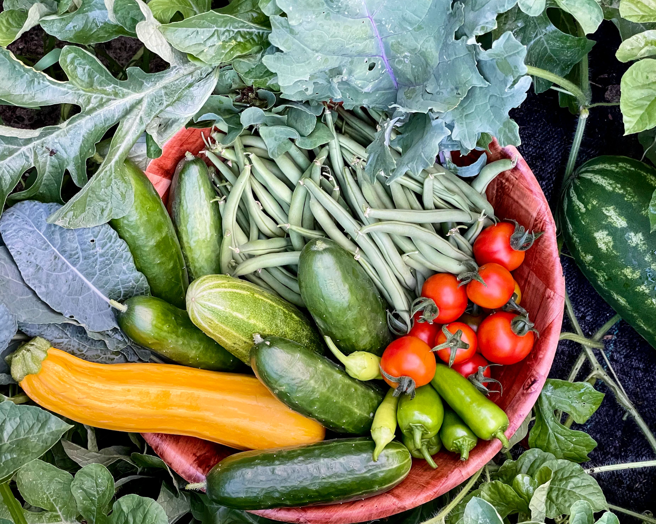 What's in Season This Summer: Your Guide to Summer Produce