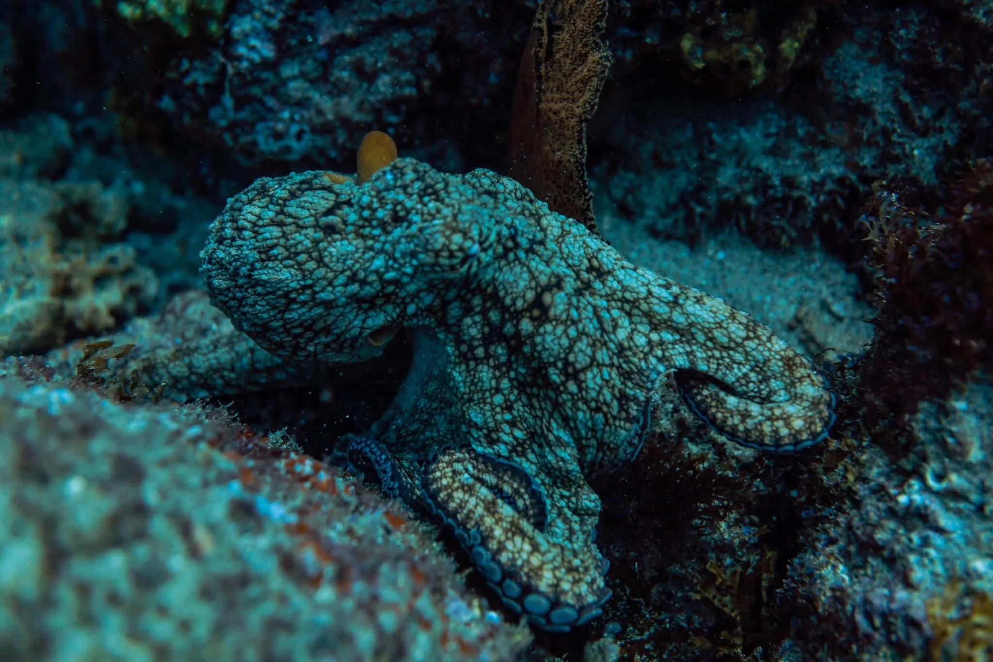 A camouflaged fish with a textured, patterned body blending into the rocky ocean floor.