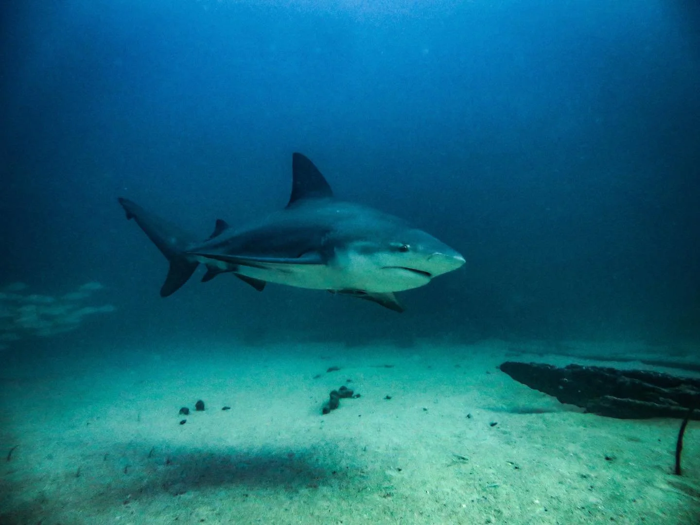 Scuba Diving in Cabo San Lucas: The Complete 2026 Guide