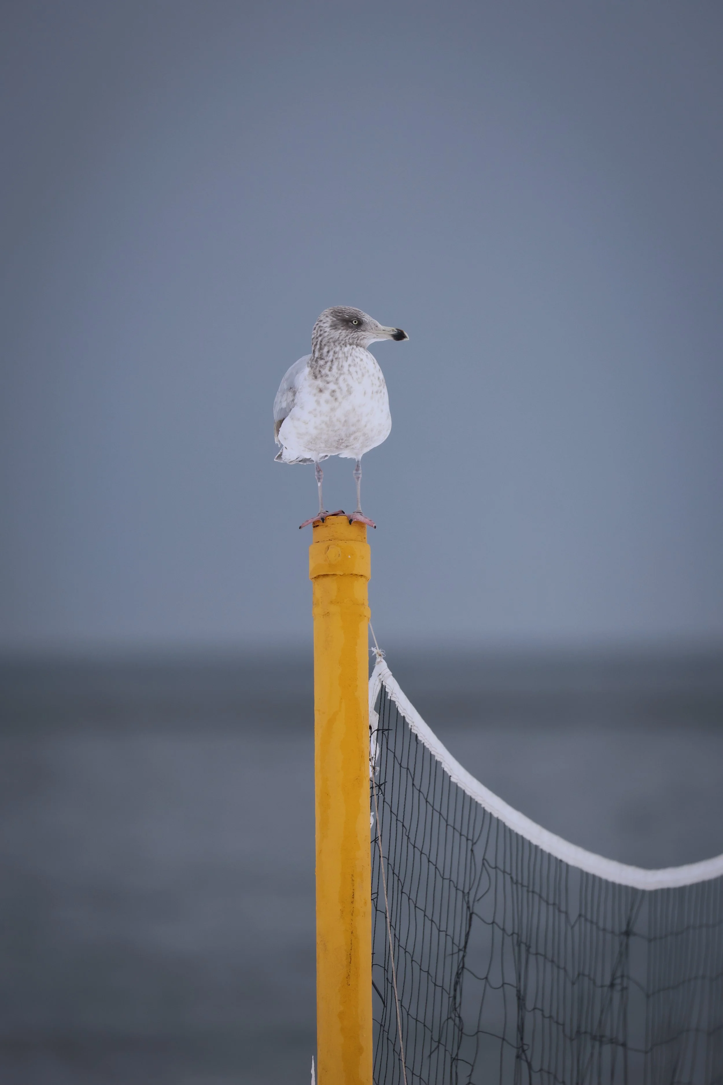 “Gull“