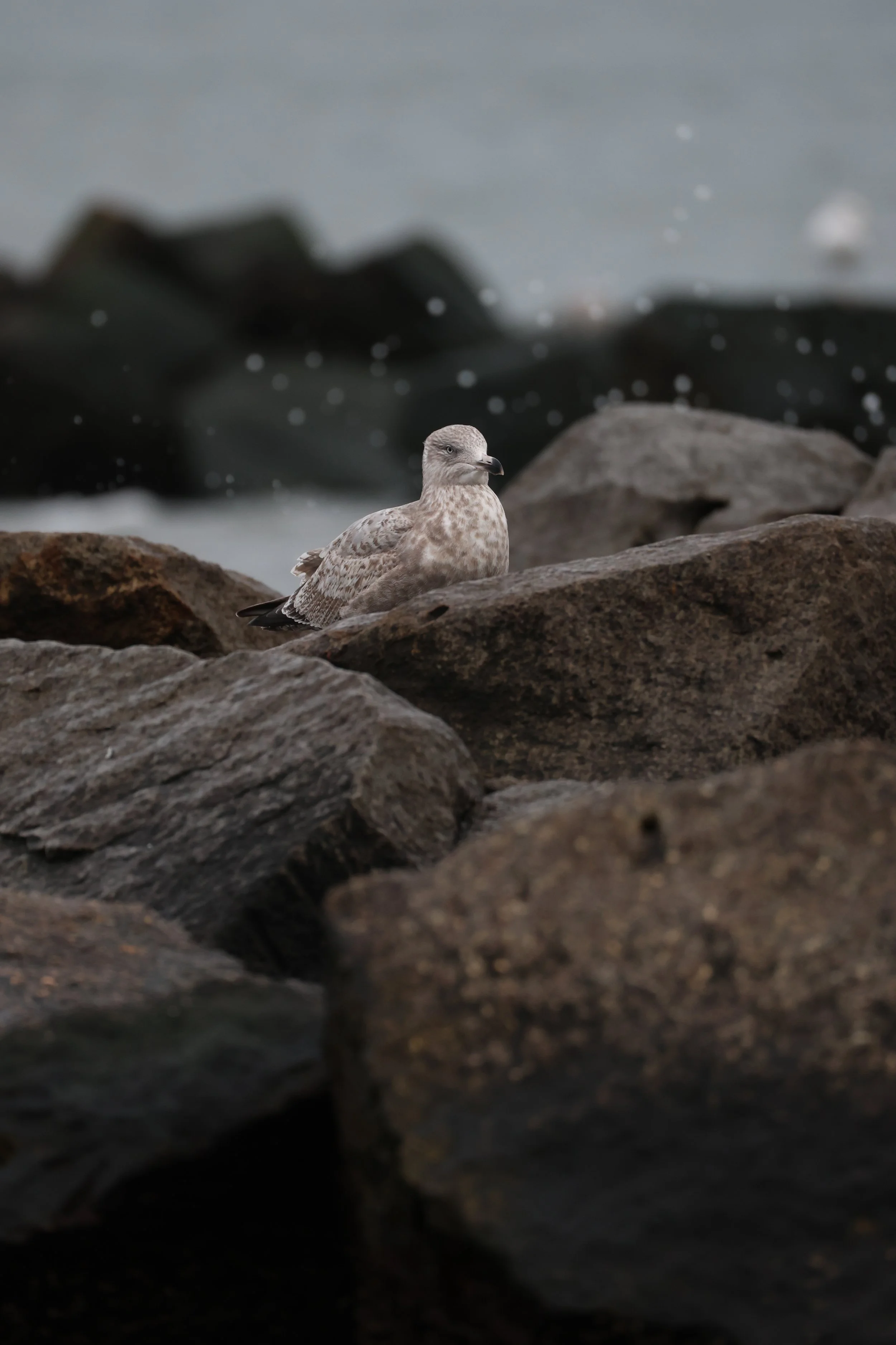 “Seagull“