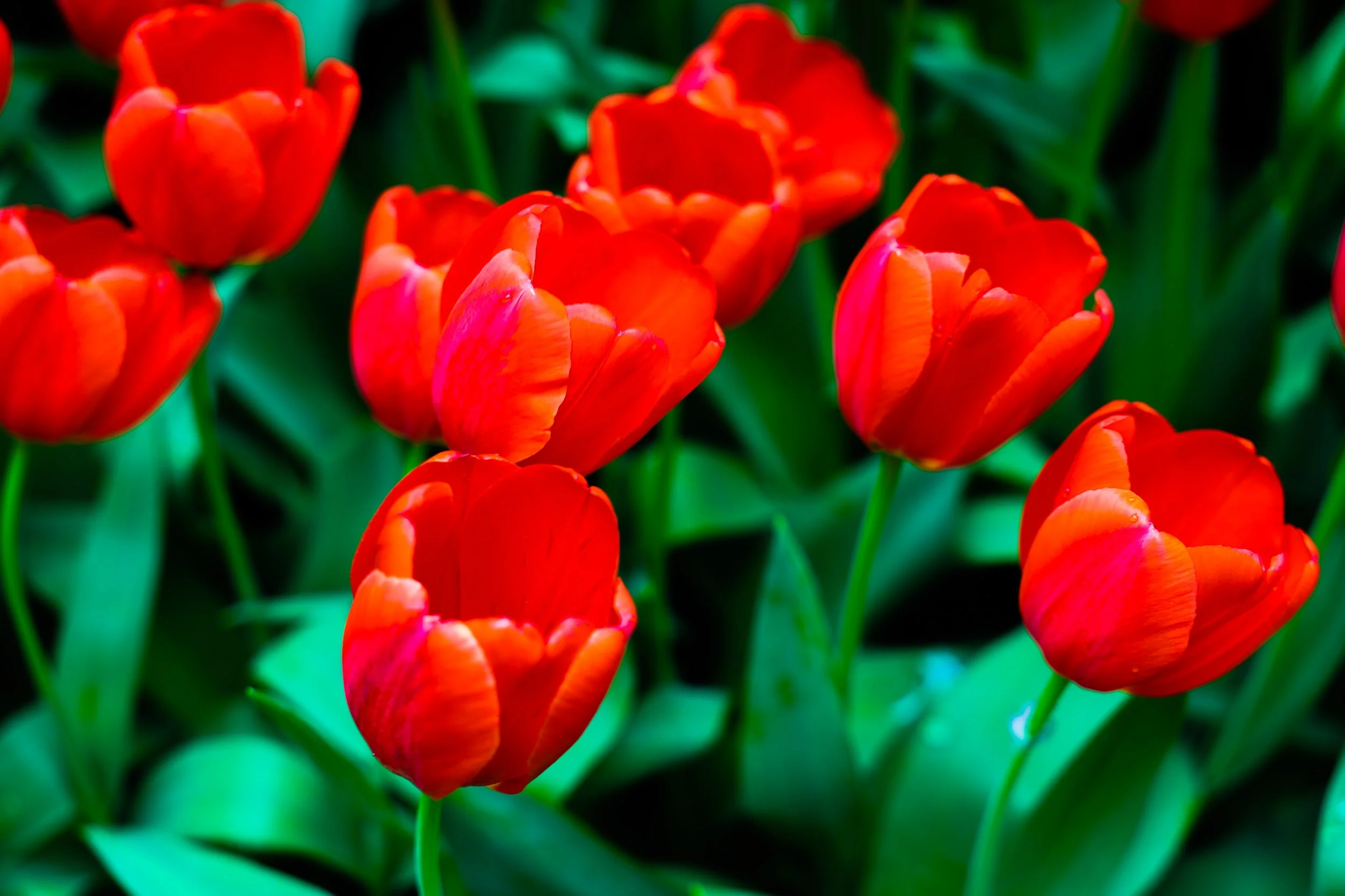 ‘’Tulips’’