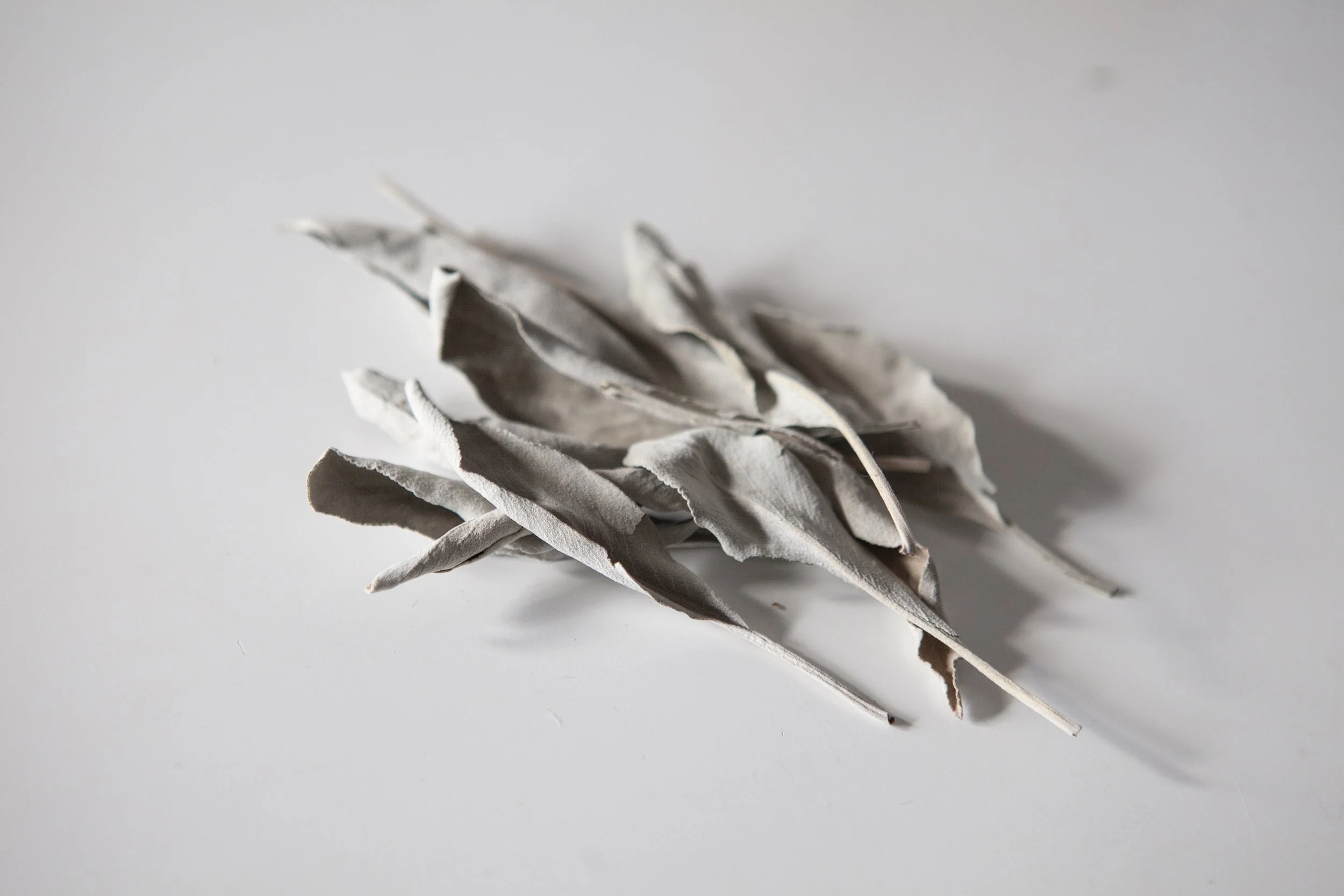 White Sage Leaves