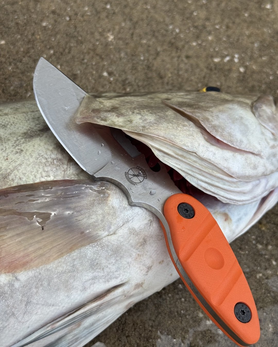 We're ready to get back outdoors again 🔥 Water sports anyone?🎣

#sniperbladeworks #sbw #utilityblades #fixed #folders