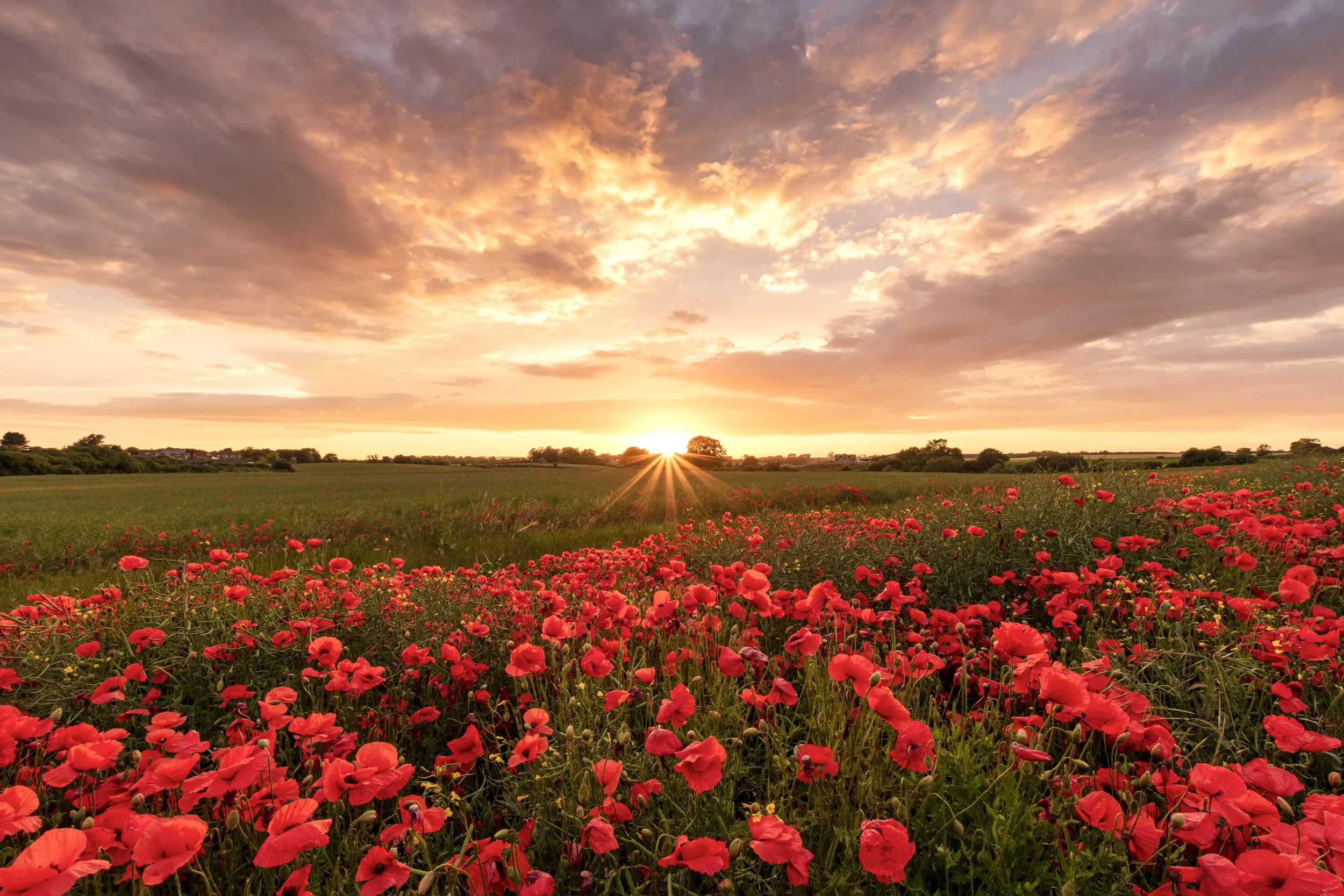 20210705 Poppies Sunset 0465 EDIT 4 (KW) WEBP.webp