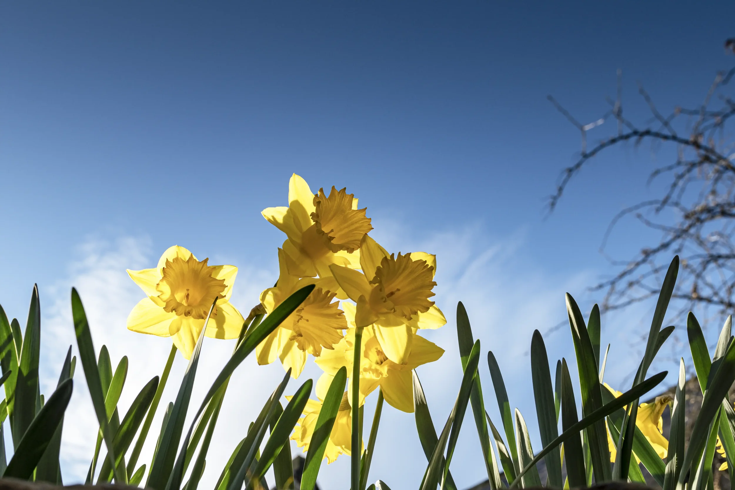 20210325 St Davids Day 0532 EDIT 3 (KW) WEBP.webp