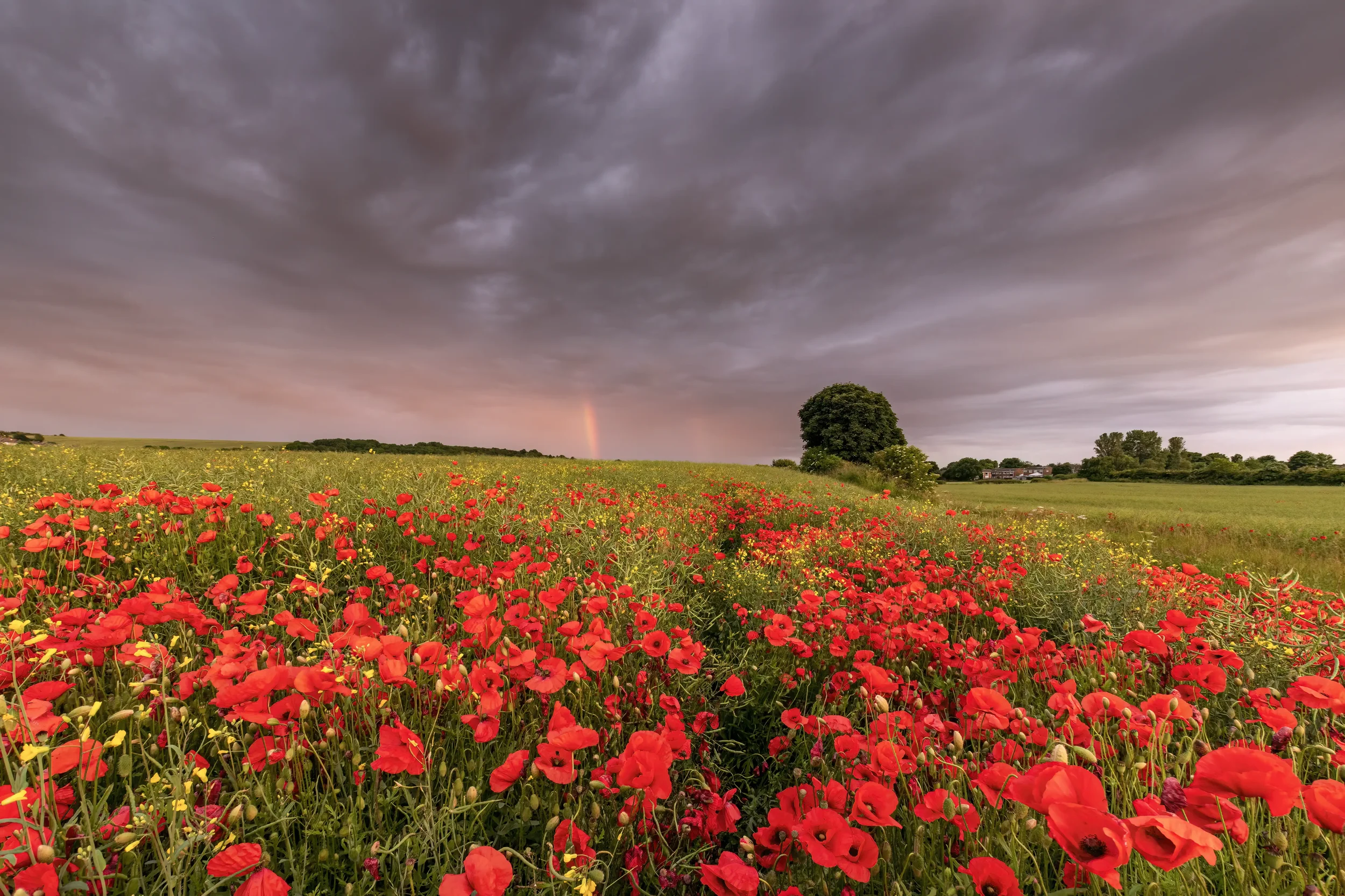 20210705 Poppes And Rainbows 0473 EDIT 3 (KW) WEBP.webp