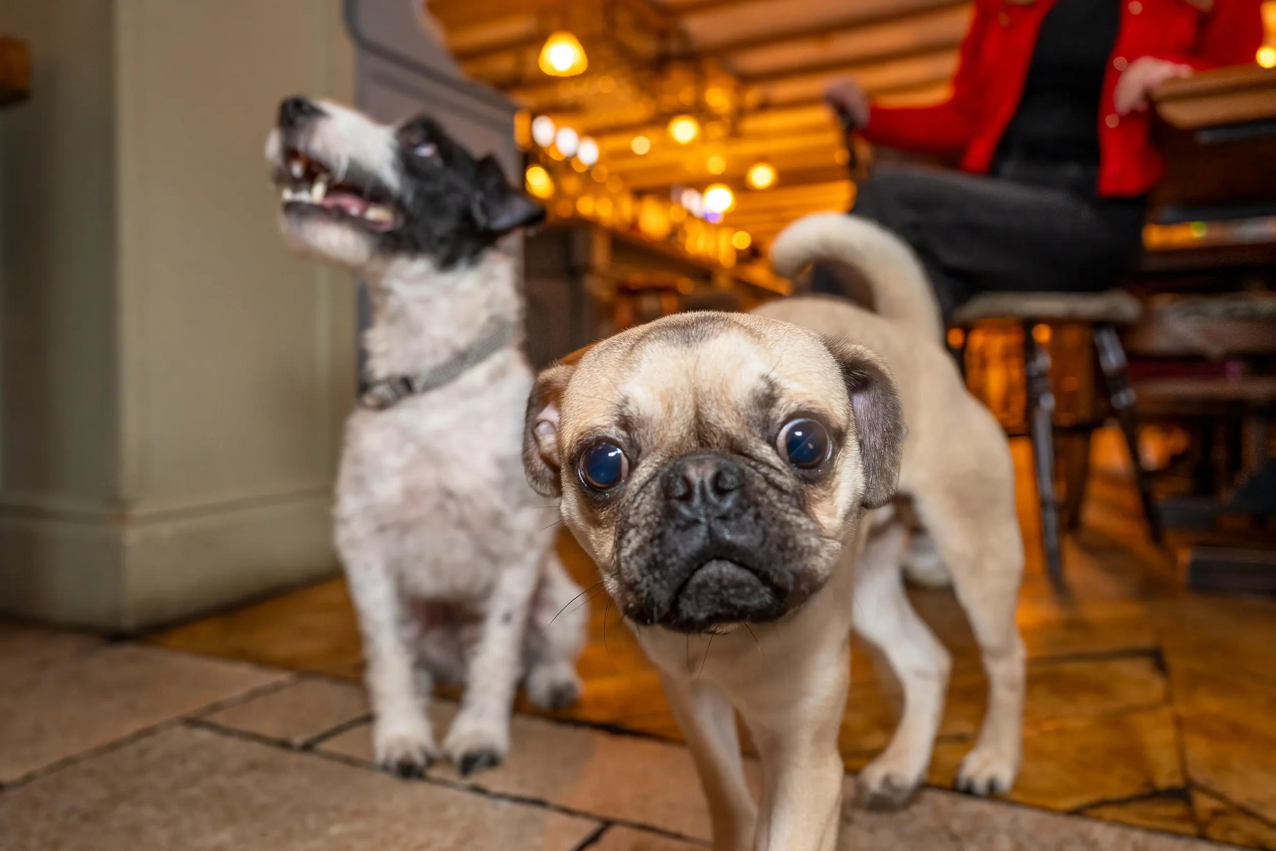 Colour photograph of two dogs in a country pub, with one dog walking up close to the camera and the other in the background