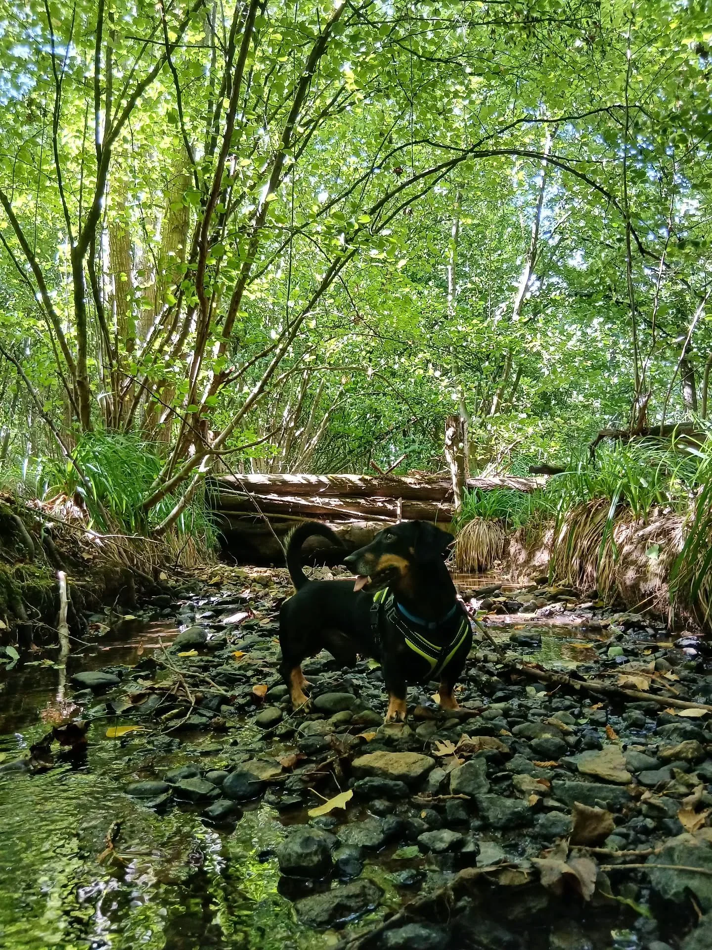There is so much to discover at Tilehouse Retreats. Surrounded by acres of private woodlands and scenic footpaths, our estate offers a refined countryside escape where your four-legged companions are just as welcome as you are. Think long, elegant wa