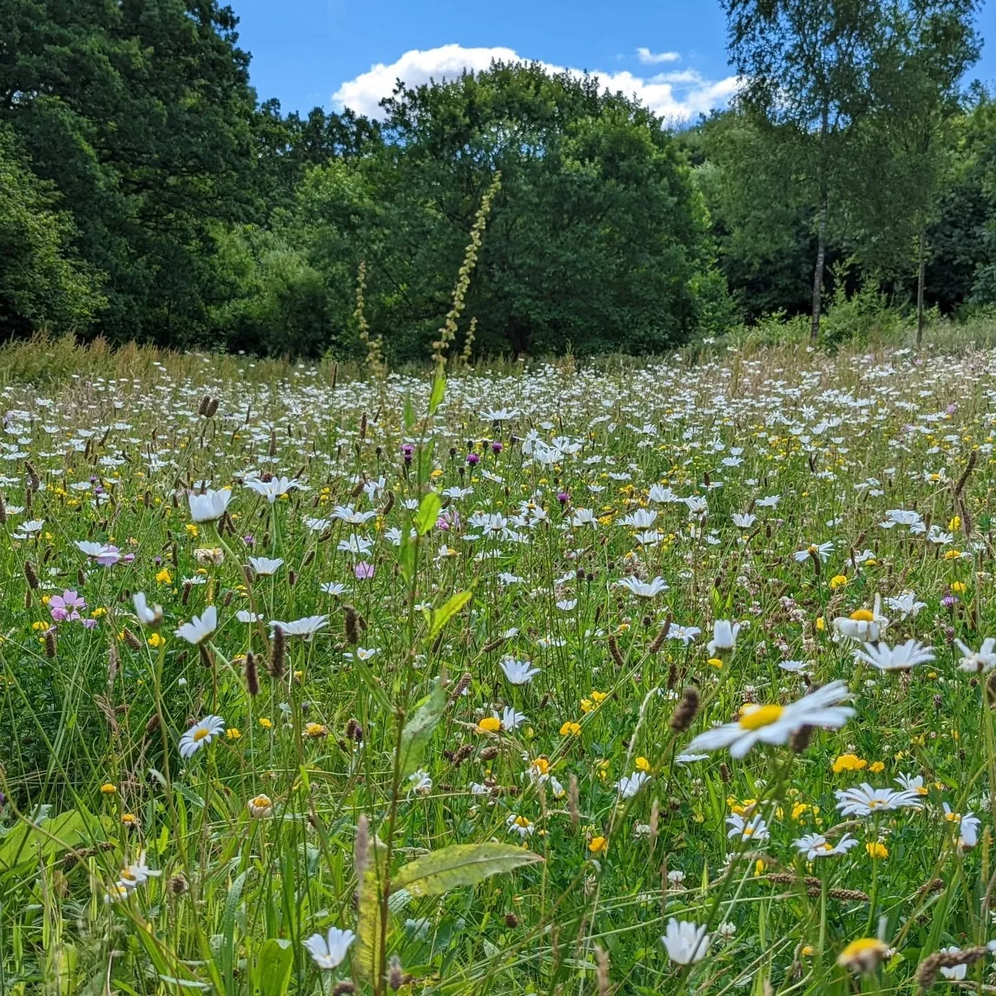 Wild meadows - yes please 🌸

Escape to the beauty of nature at Tilehouse Retreats, where peaceful meadows, birdsong, and open skies create the perfect place to unwind. Breathe deeply, reconnect, and let the countryside work its magic.
Your countrysi