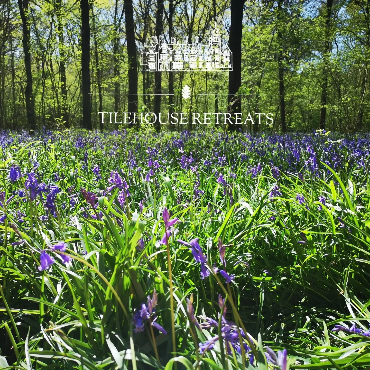 Bluebell season at Tilehouse Retreats is something truly special 💜🌿

A woodland carpet in full bloom, birdsong overhead, and that feeling of complete stillness&hellip;

The kind of place you come to switch off, slow down, and just be ✨

DM for any 