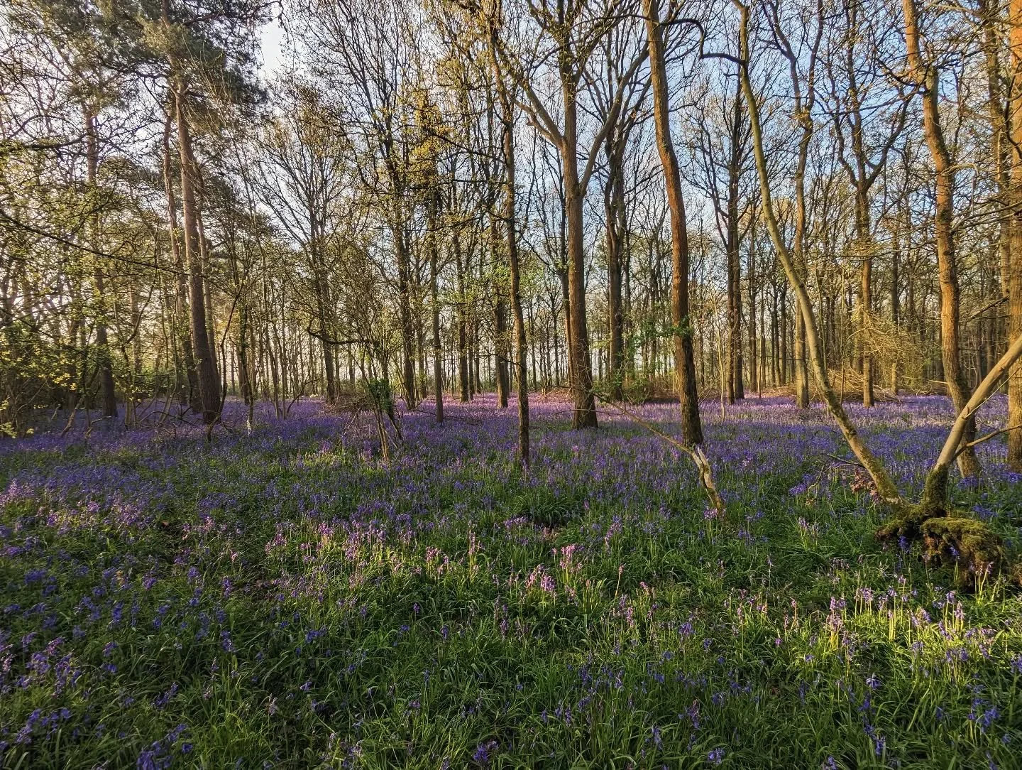 Bluebell season has arrived at Tilehouse Retreats 💜🌿

Step into the woods and wander through a carpet of bluebells, where the only sounds are birdsong and the gentle rustle of leaves. It&rsquo;s moments like these that make escaping to the countrys