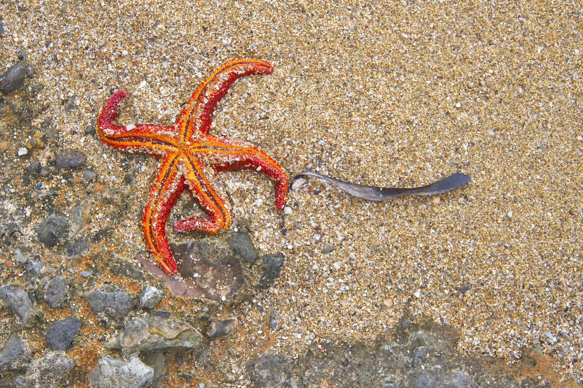 The last dance: the ultimate joy before dying.