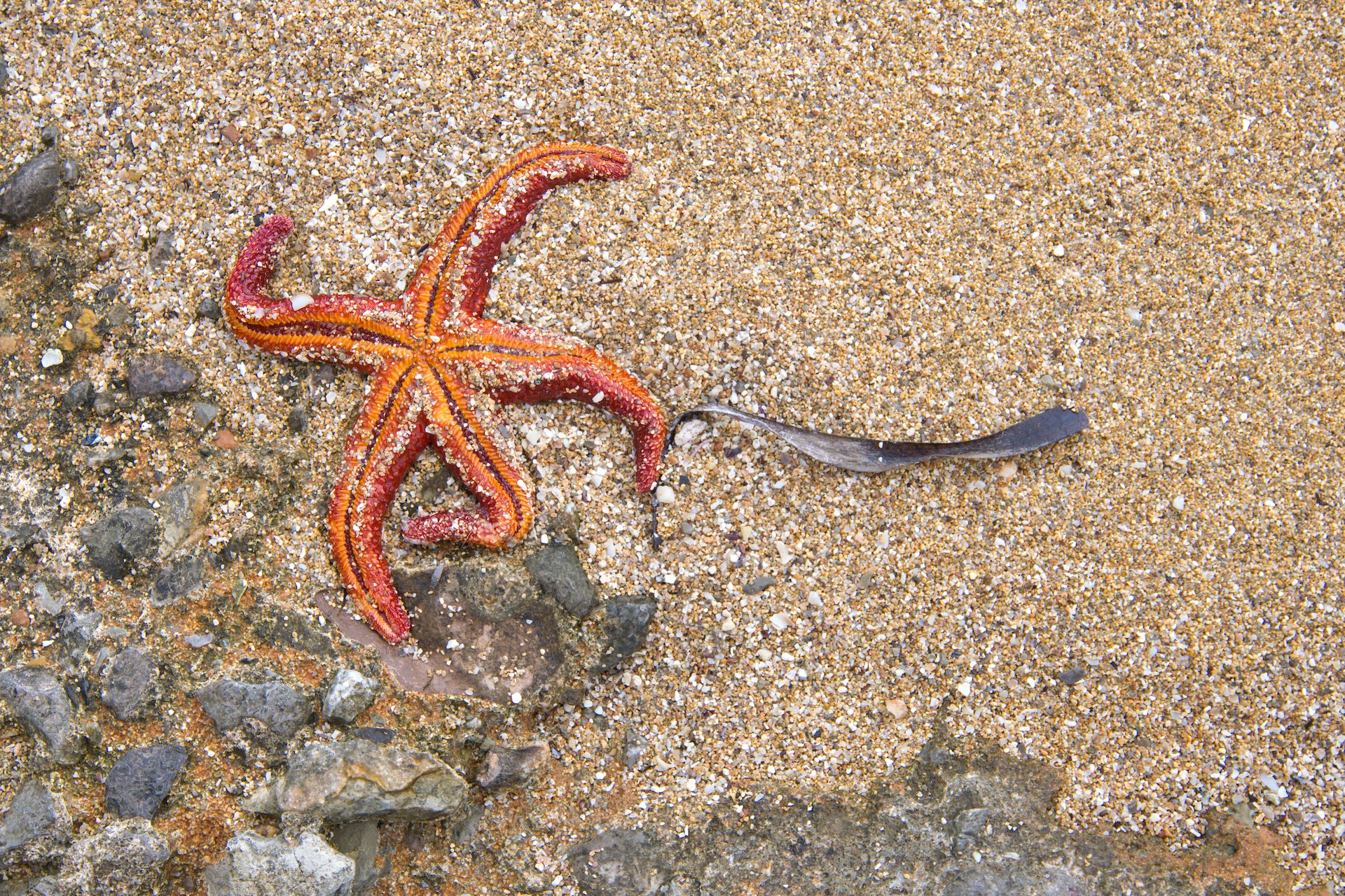 The last dance: the ultimate joy before dying.