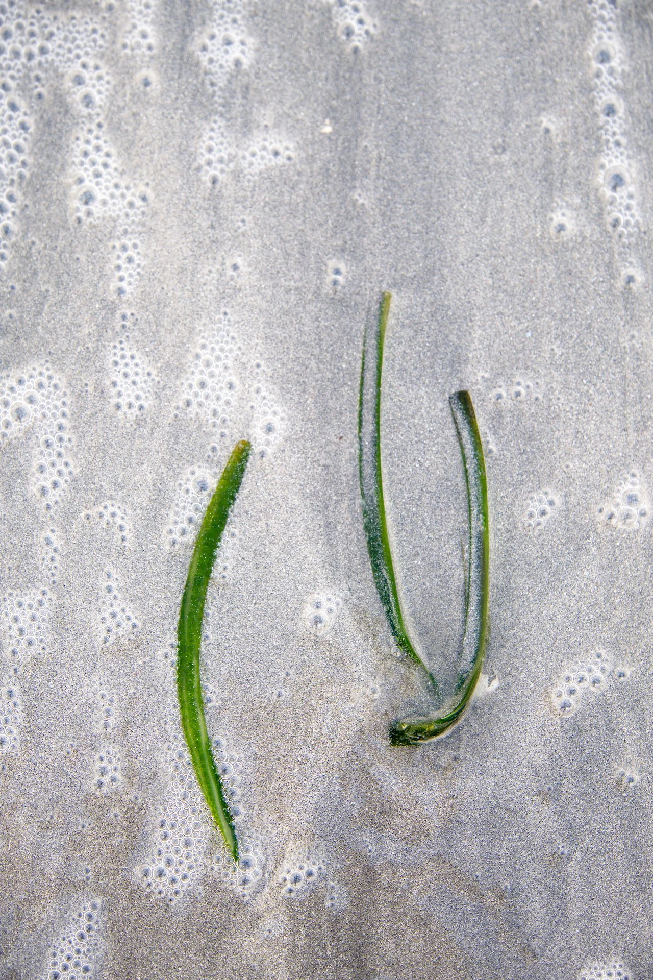 Oxygenation: sea foam looks like oxygen coming out of the posidonia.