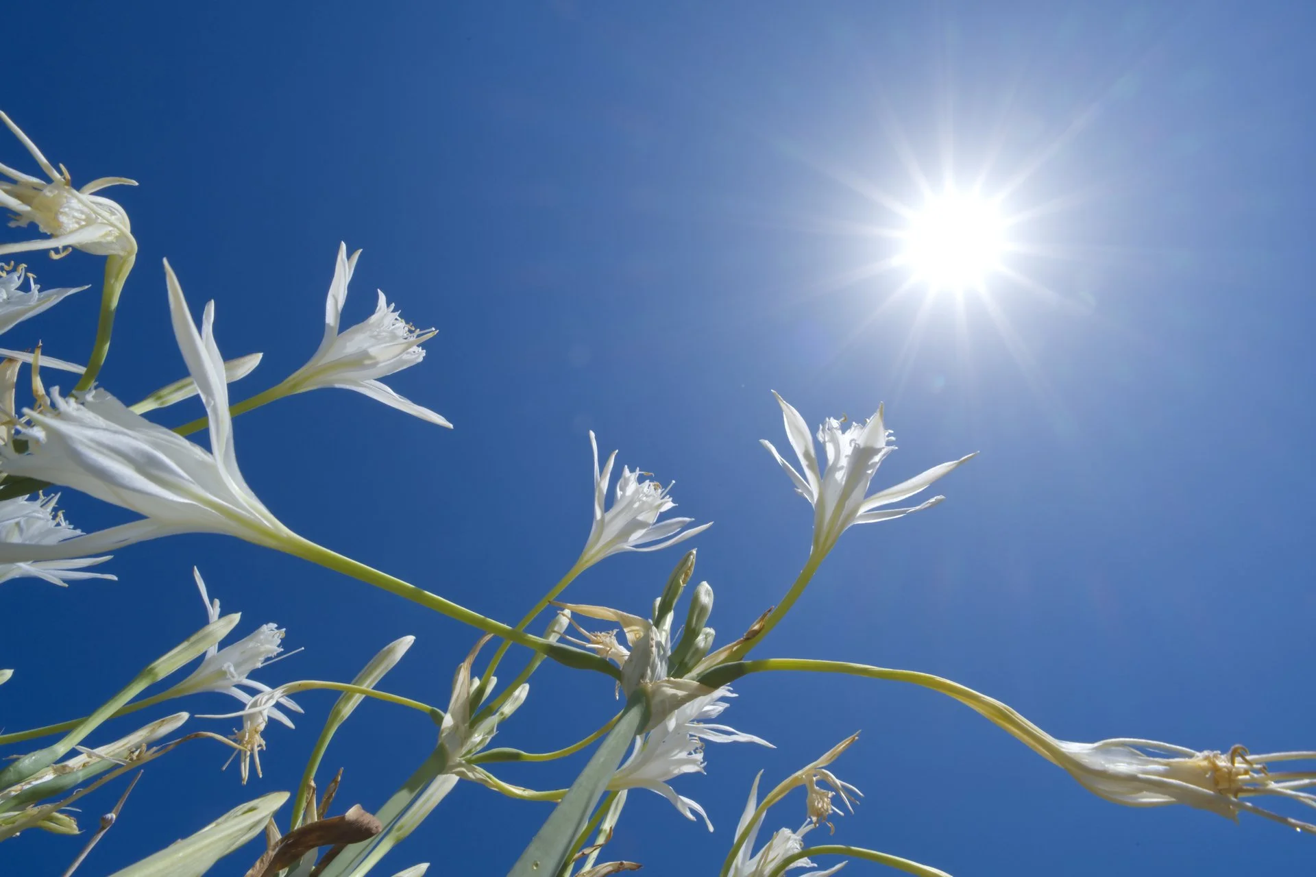 Summer flowers  seem to open their arms to welcome the sun.