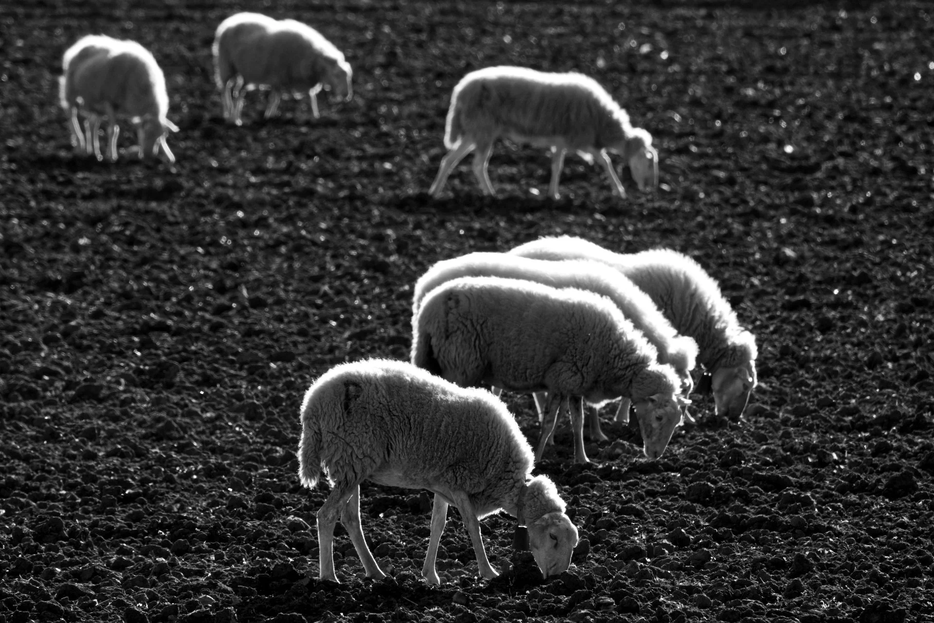 Sheeps grazing near Pollença