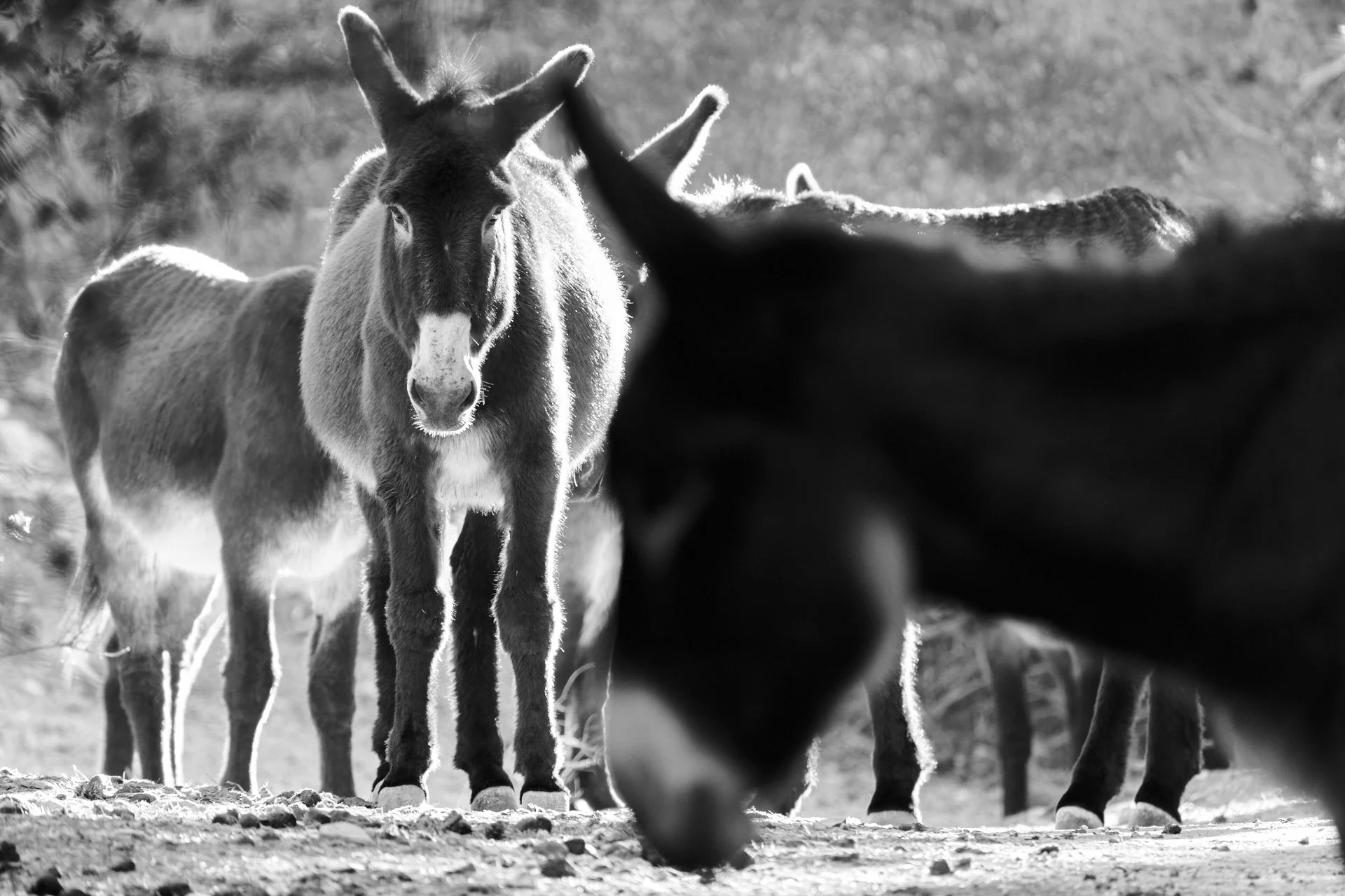 Donkeys in Cala Murta