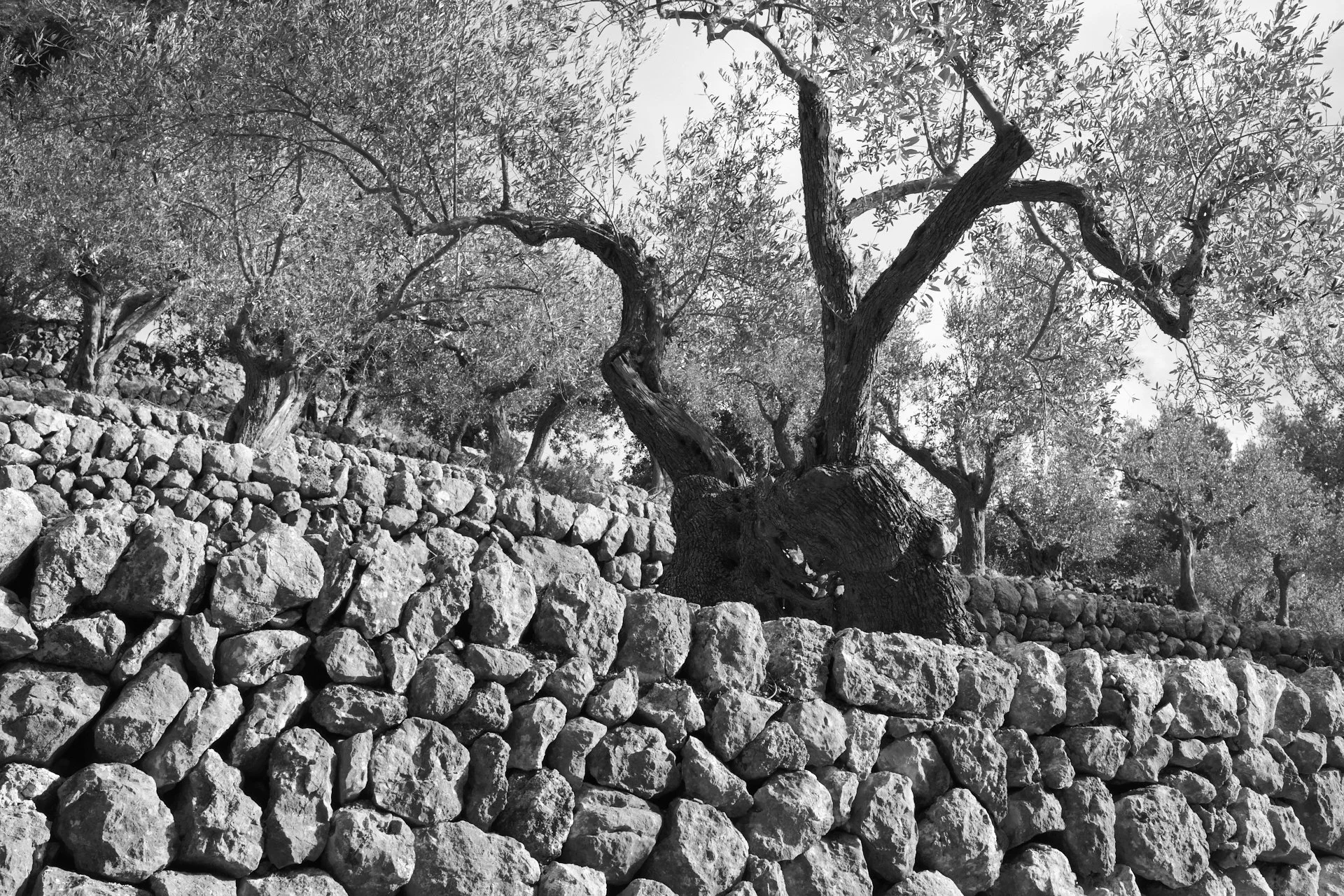 'Marges' are tipical Mallorca's stone build walls
