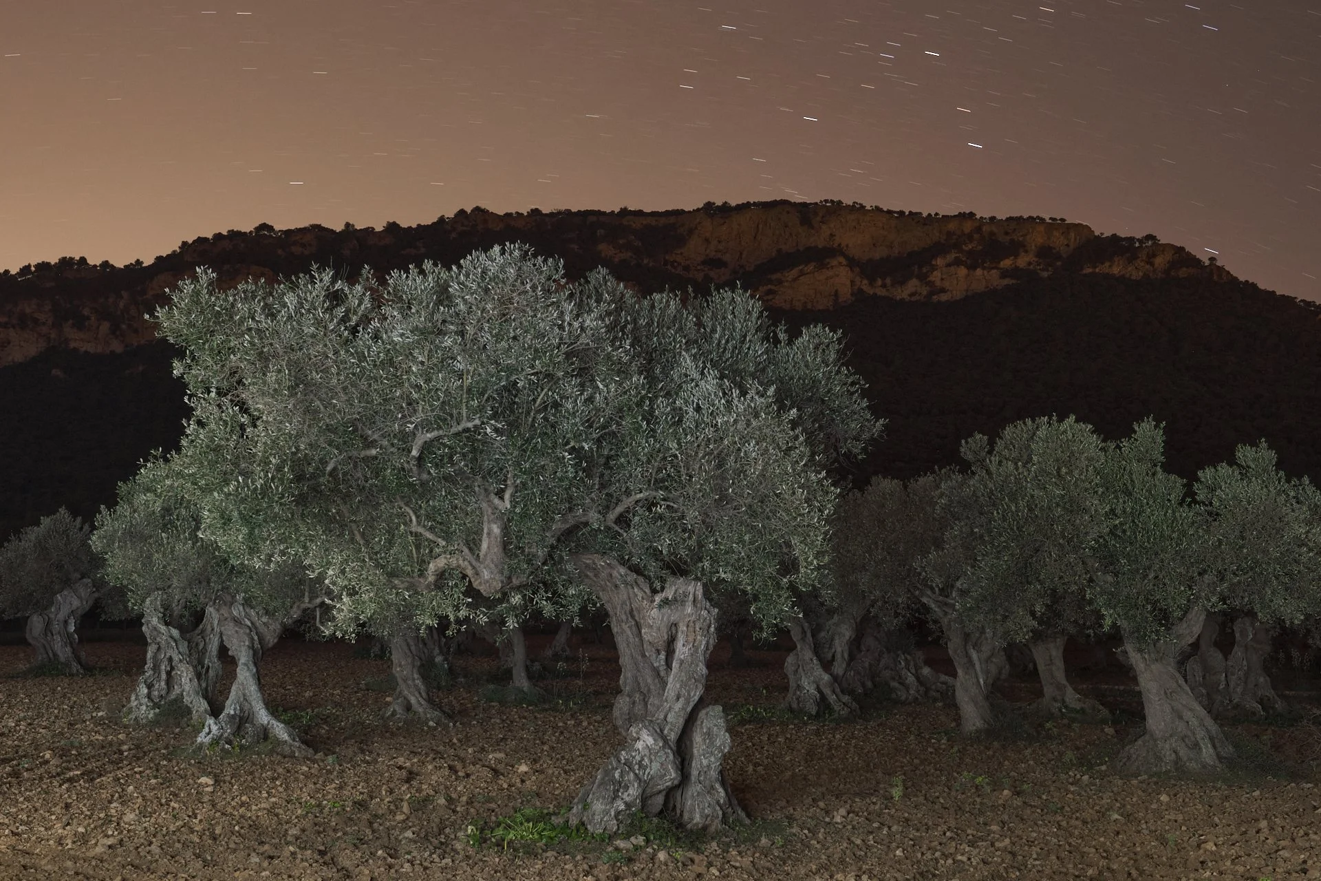 Olive trees in Valldemossa