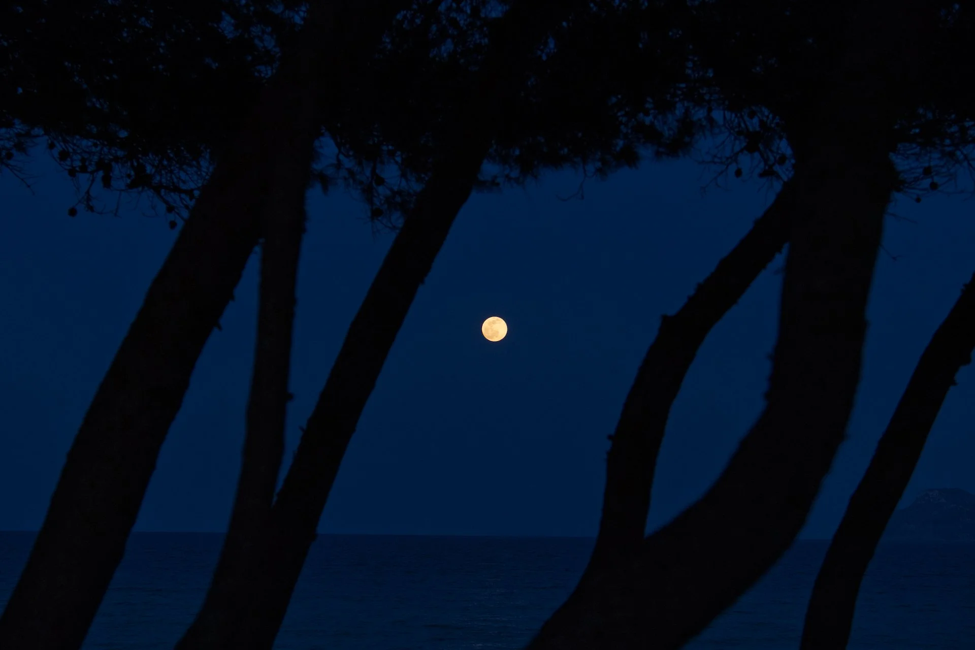 Pines dancing under the moonlight.