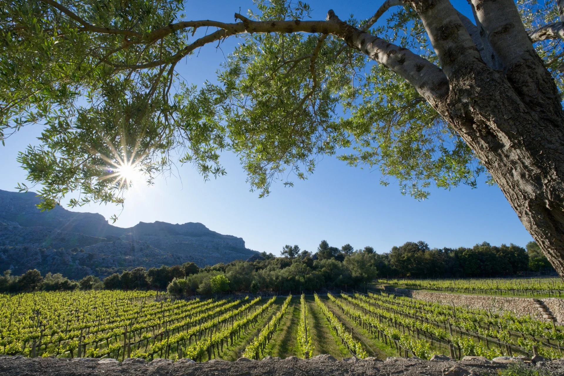 Mortitx vineyards are surrounded by amazing landscapes.