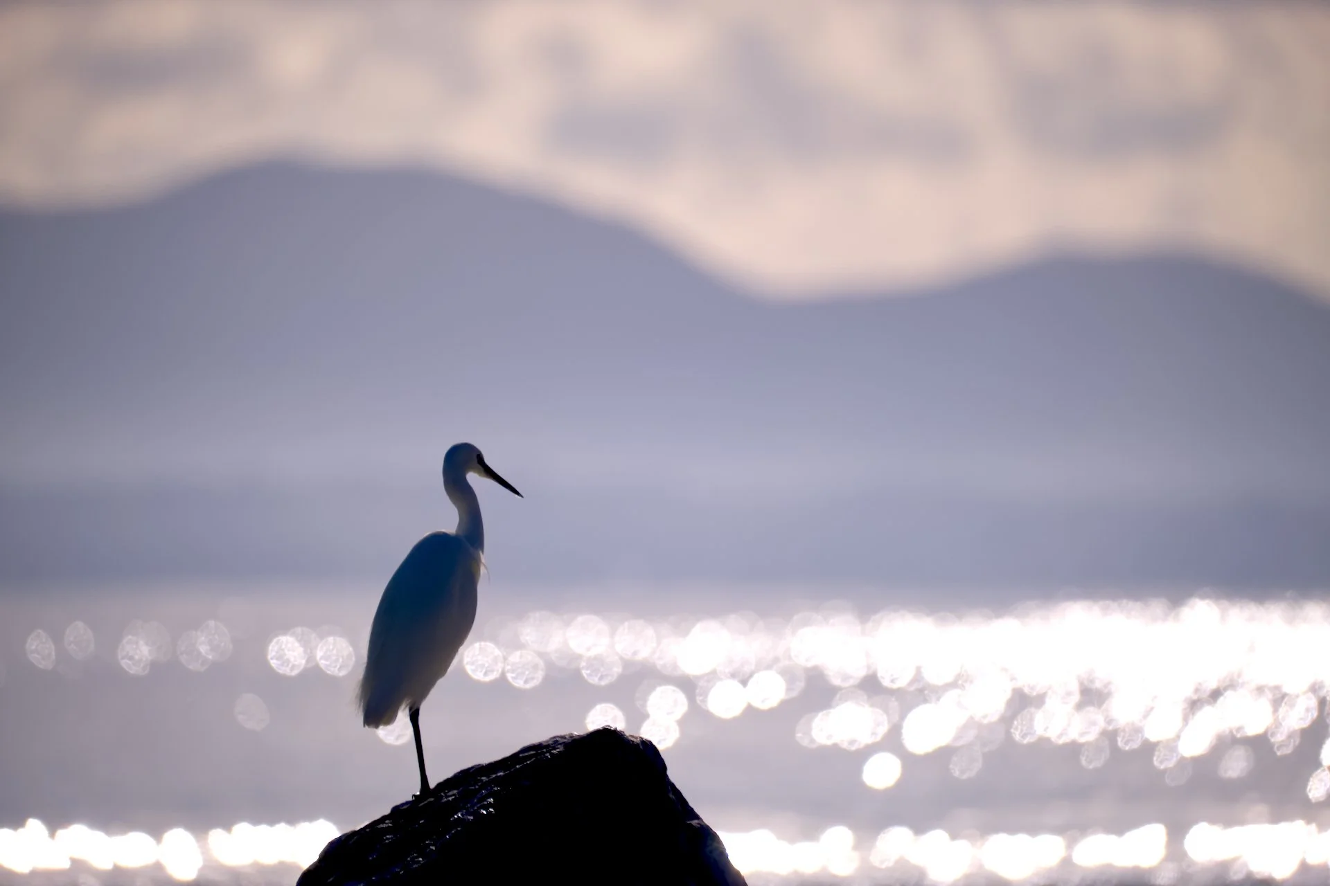 Backlit by the Mediterranean sea.