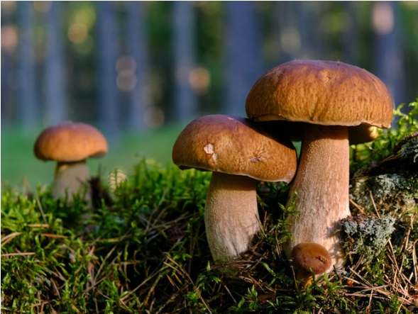 Lo straordinario mondo dei funghi