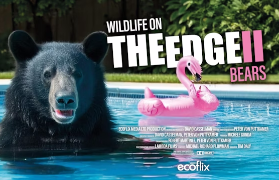 A black bear in a swimming pool with a pink flamingo float, with the text 'Wildlife on The Edge II Bears' and the Ecoflix logo.