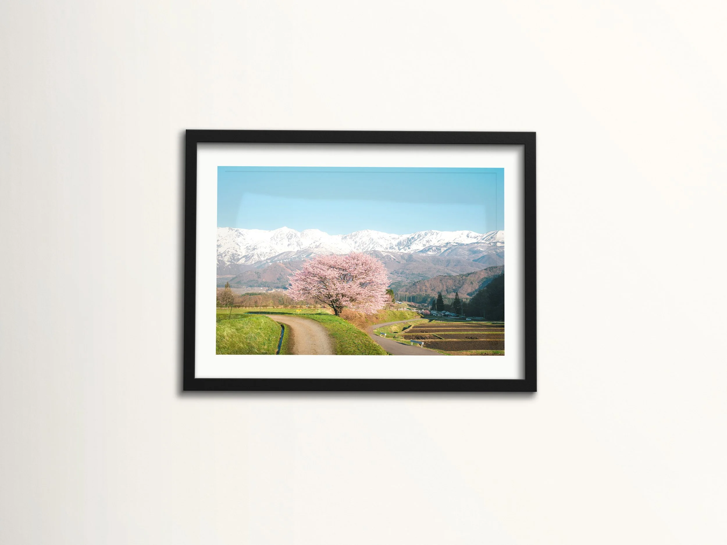 Under the Alpine Canopy