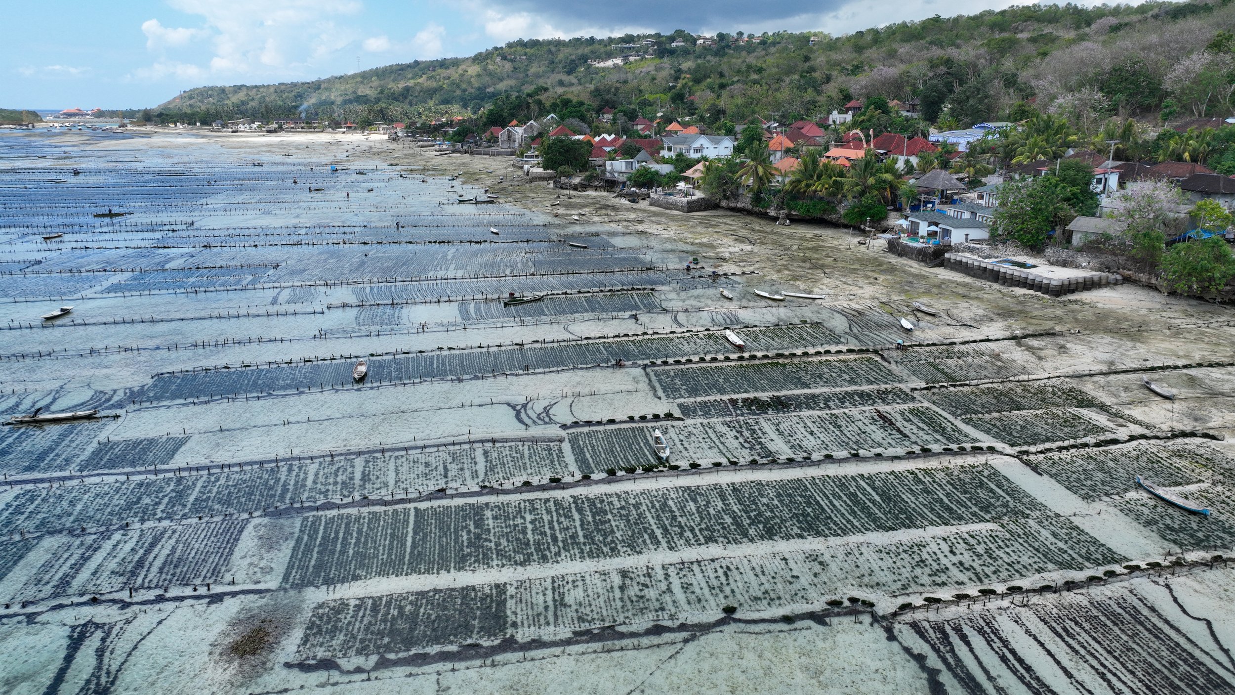 seaweed farm nusa ceningan lembongan strait  drone aerial imagery