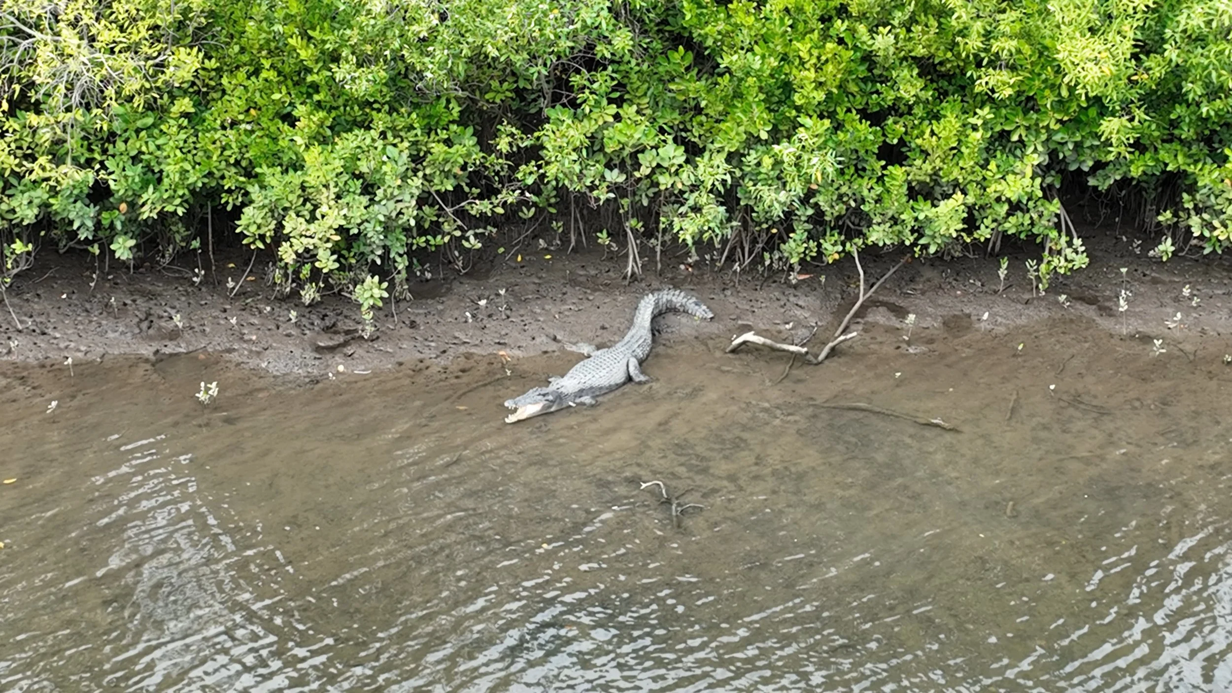 Wild Crocodile Riverside.jpeg