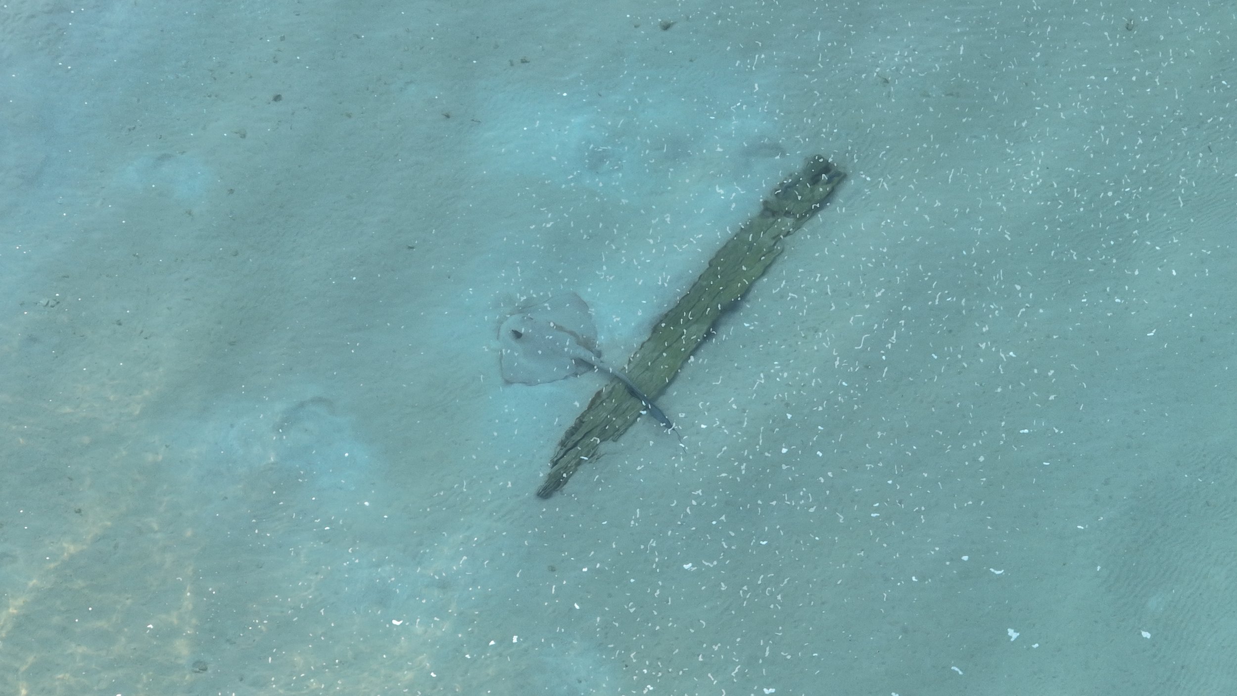 Sting Ray Driftwood.JPG